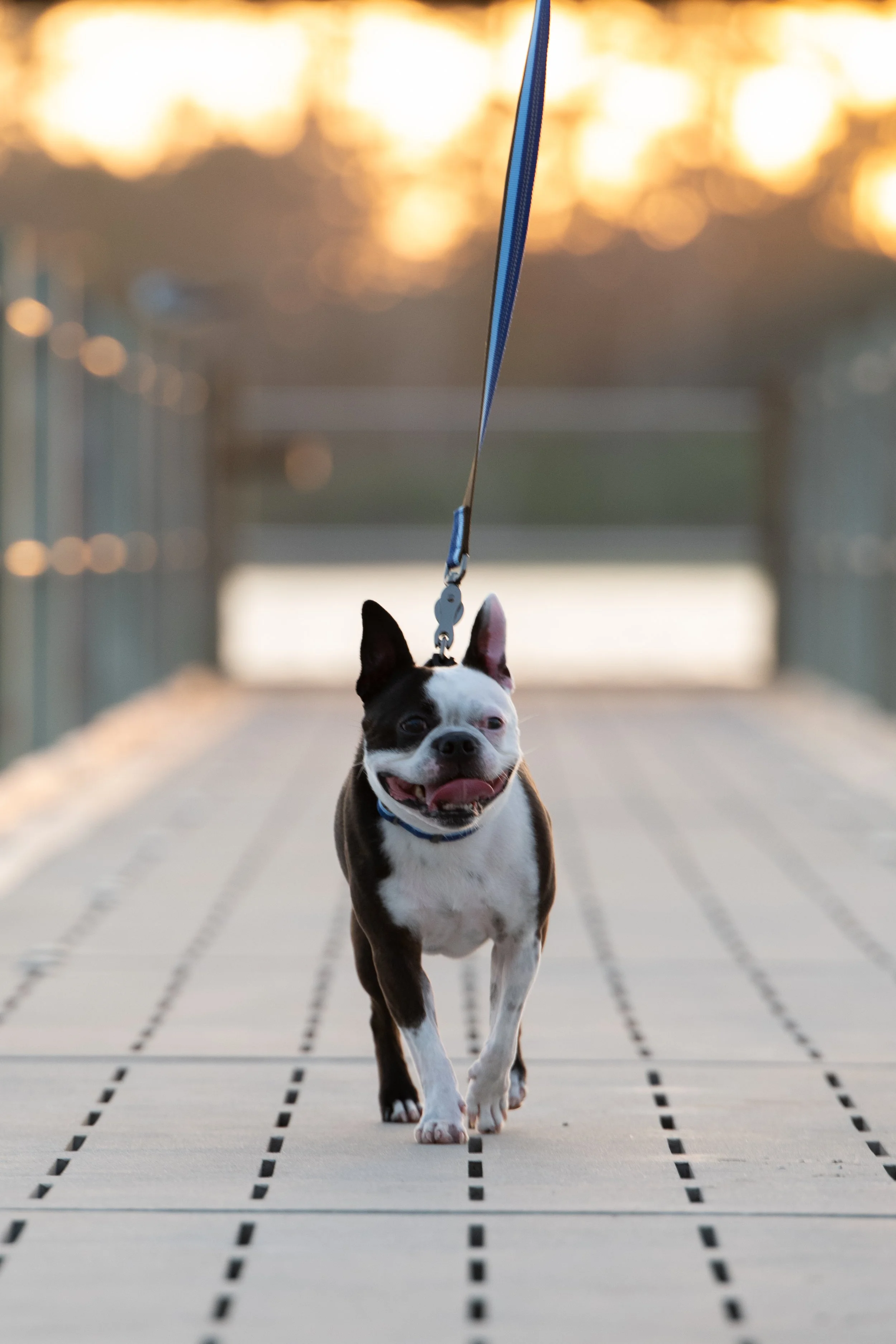 Happy Boston Terrier wearing a blue collar on a leash outdoors at sunset