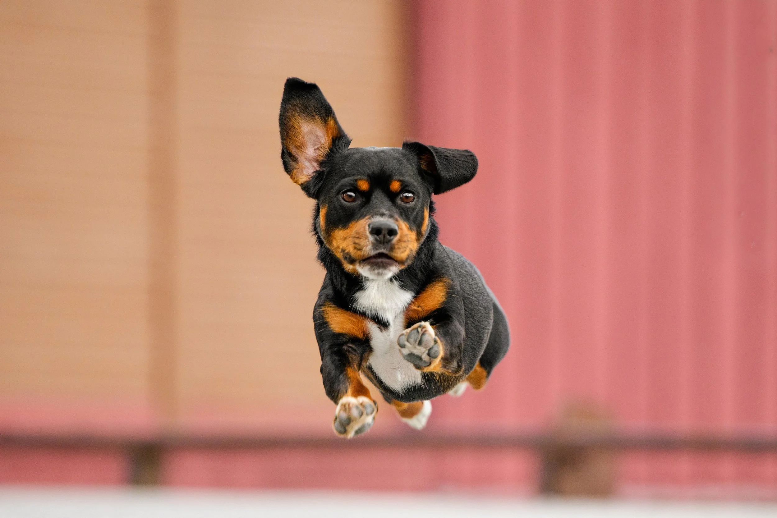 A small black, tan, and white dog leaps through the air toward the camera, ears flying and front paws reaching forward. Exercise section (replaces the running dog in the water)