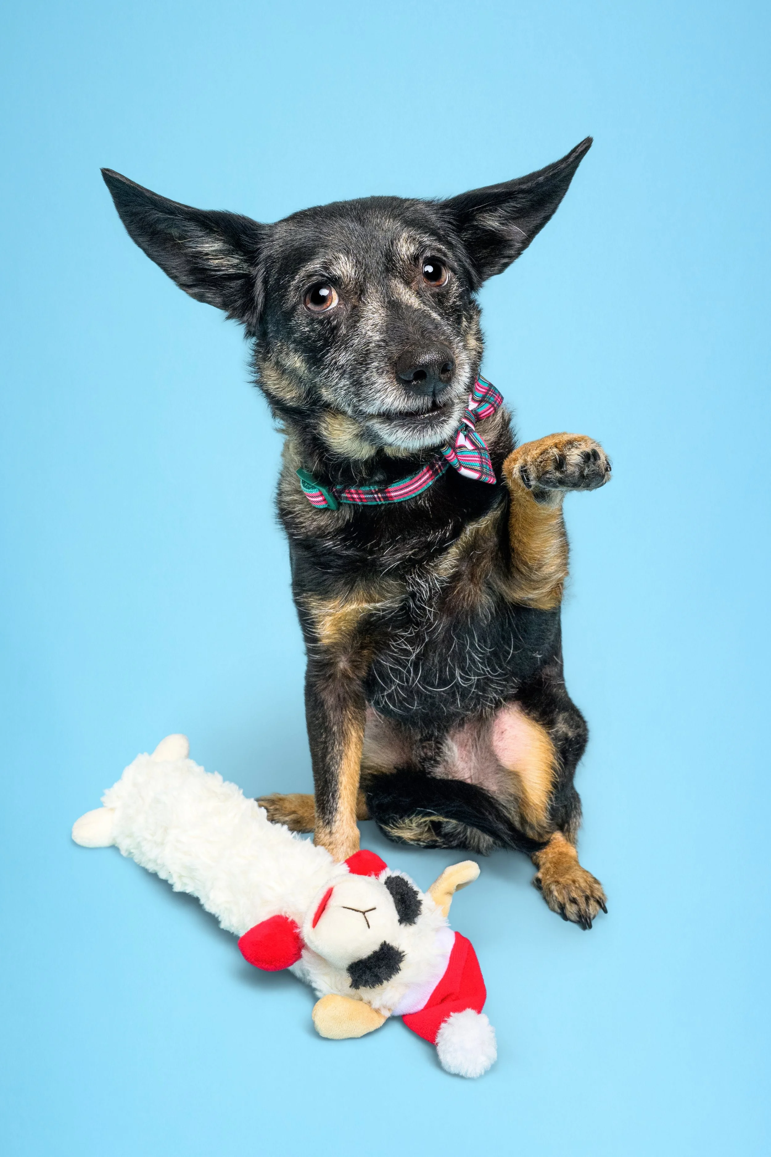 Black and tan dog wearing a colorful bow tie with one paw raised beside a plush cow toy on a blue background