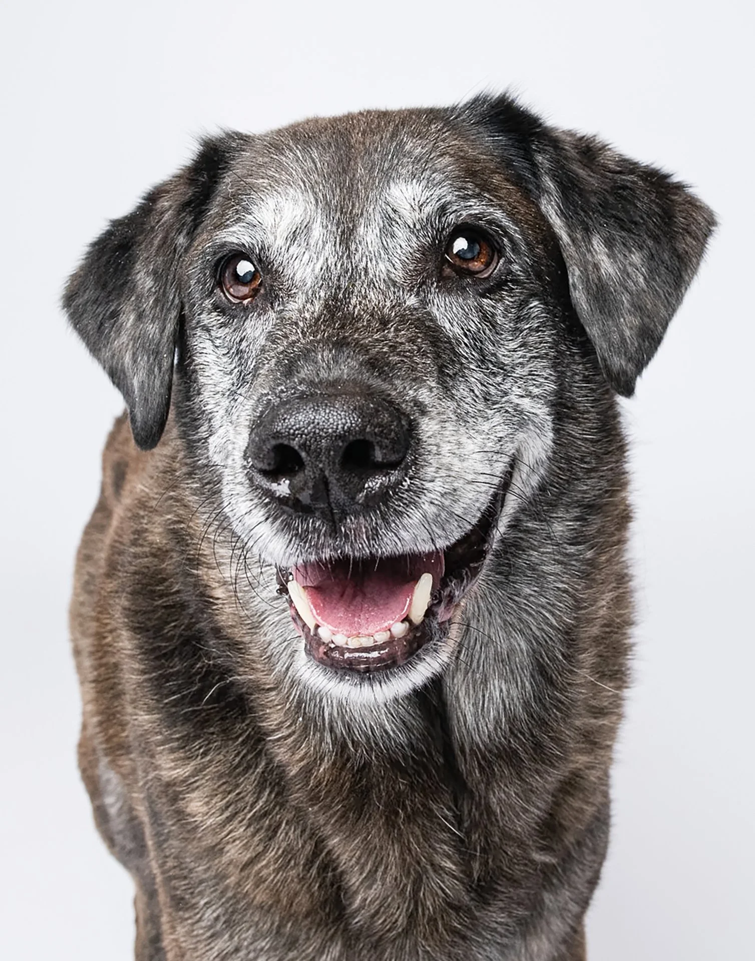 Close-up portrait of a happy brindle dog with floppy ears and an open mouth