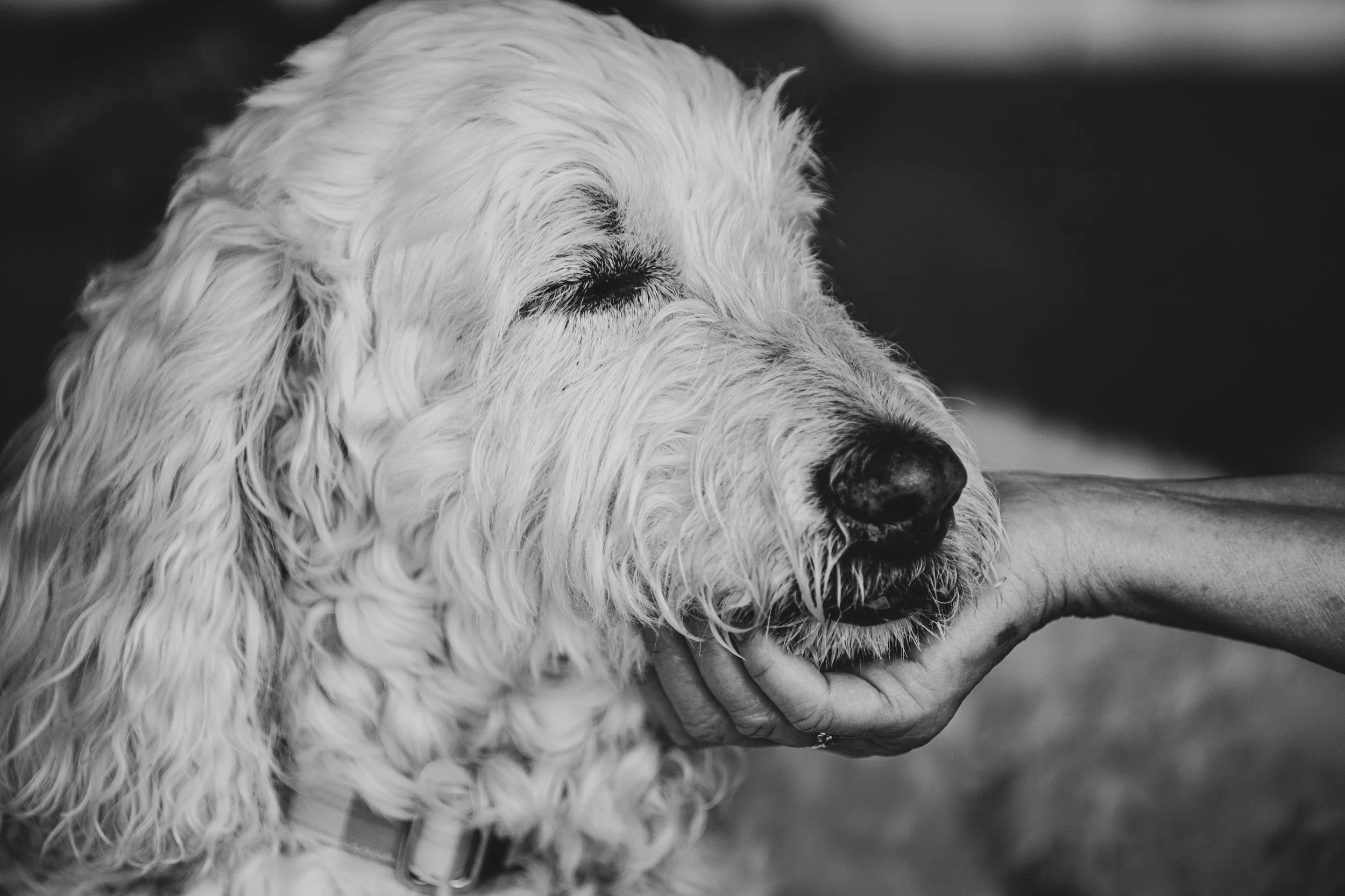 Close-up black-and-white portrait of a shaggy dog resting its head in a person's hands