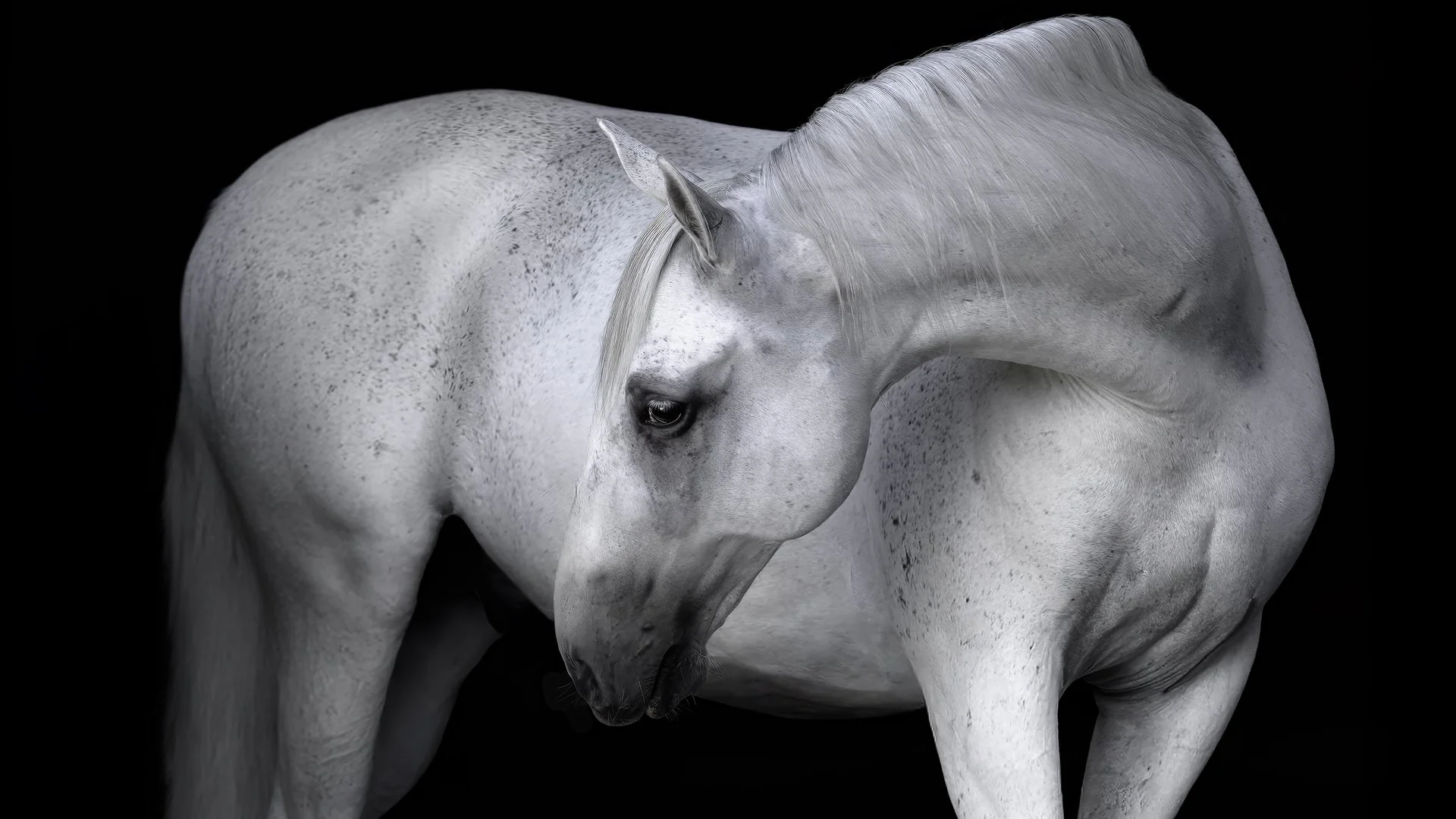 White horse bending its neck against a black background