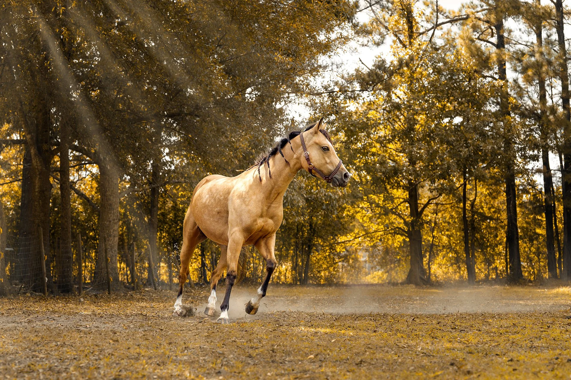 A buckskin horse with a braided black mane and leather halter trots through a dusty paddock, kicking up dirt under trees glowing with golden light.