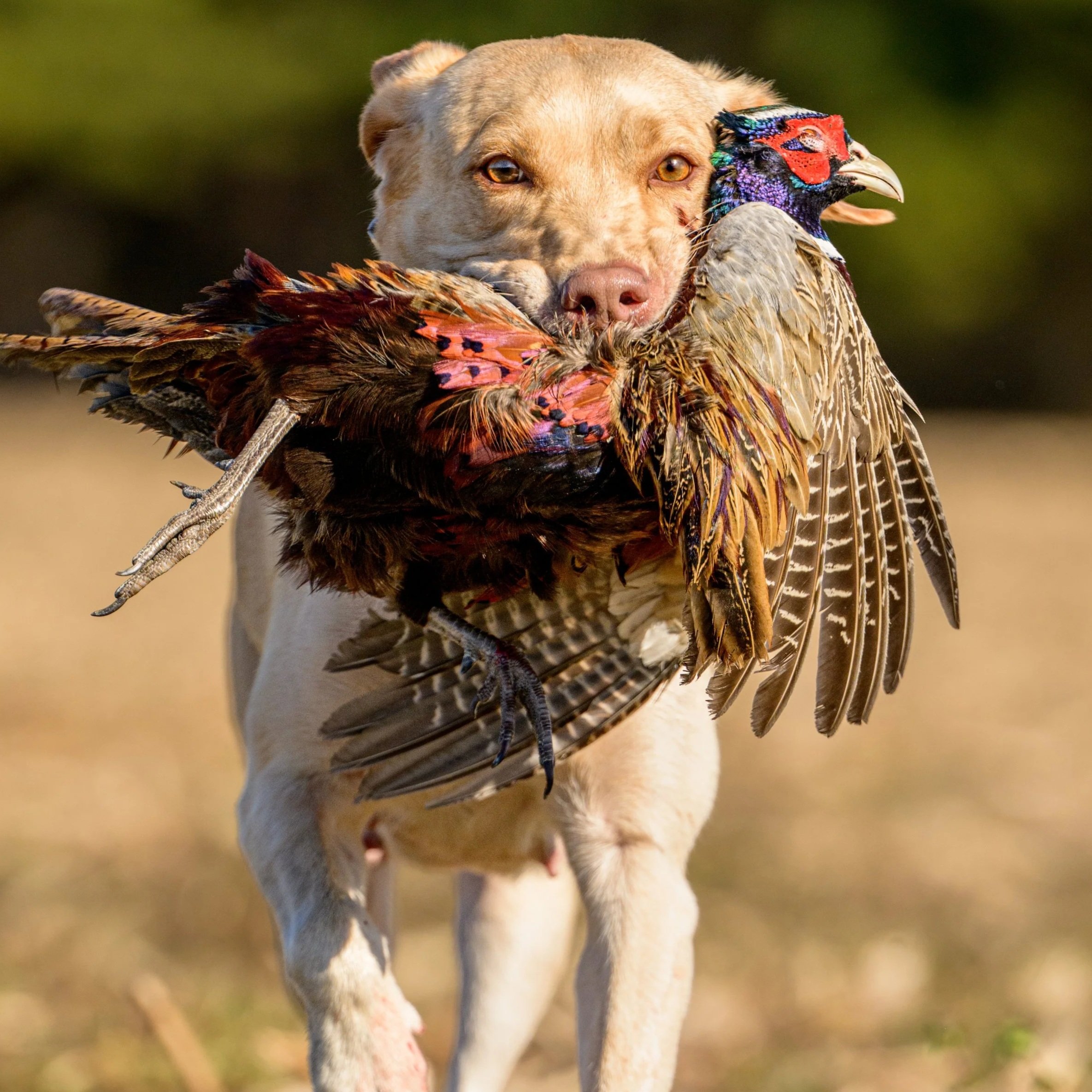 Tan dog carrying a colorful pheasant through a wildflower meadow