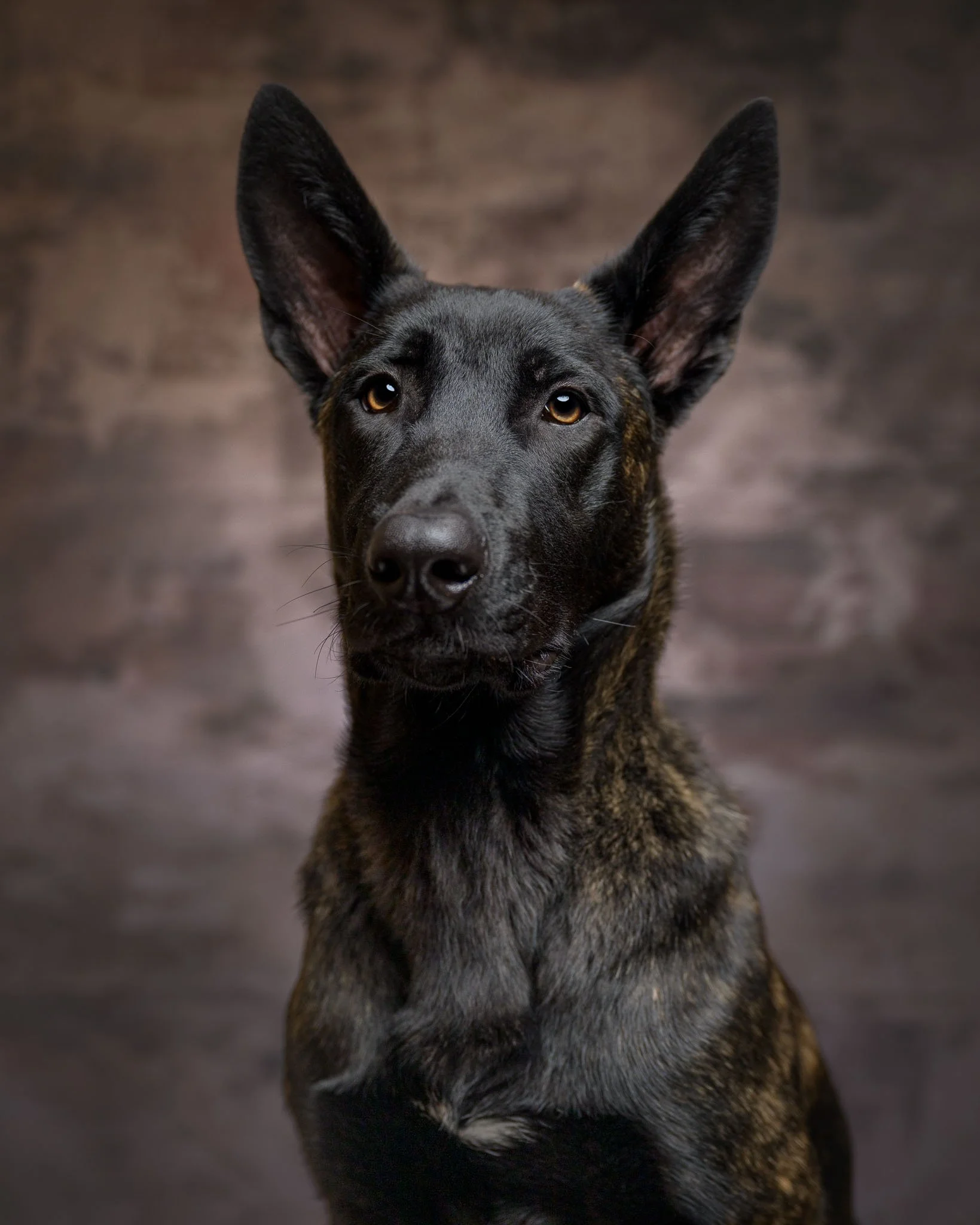 Close-up portrait of a black and brindle Belgian Malinois dog with upright ears and amber eyes