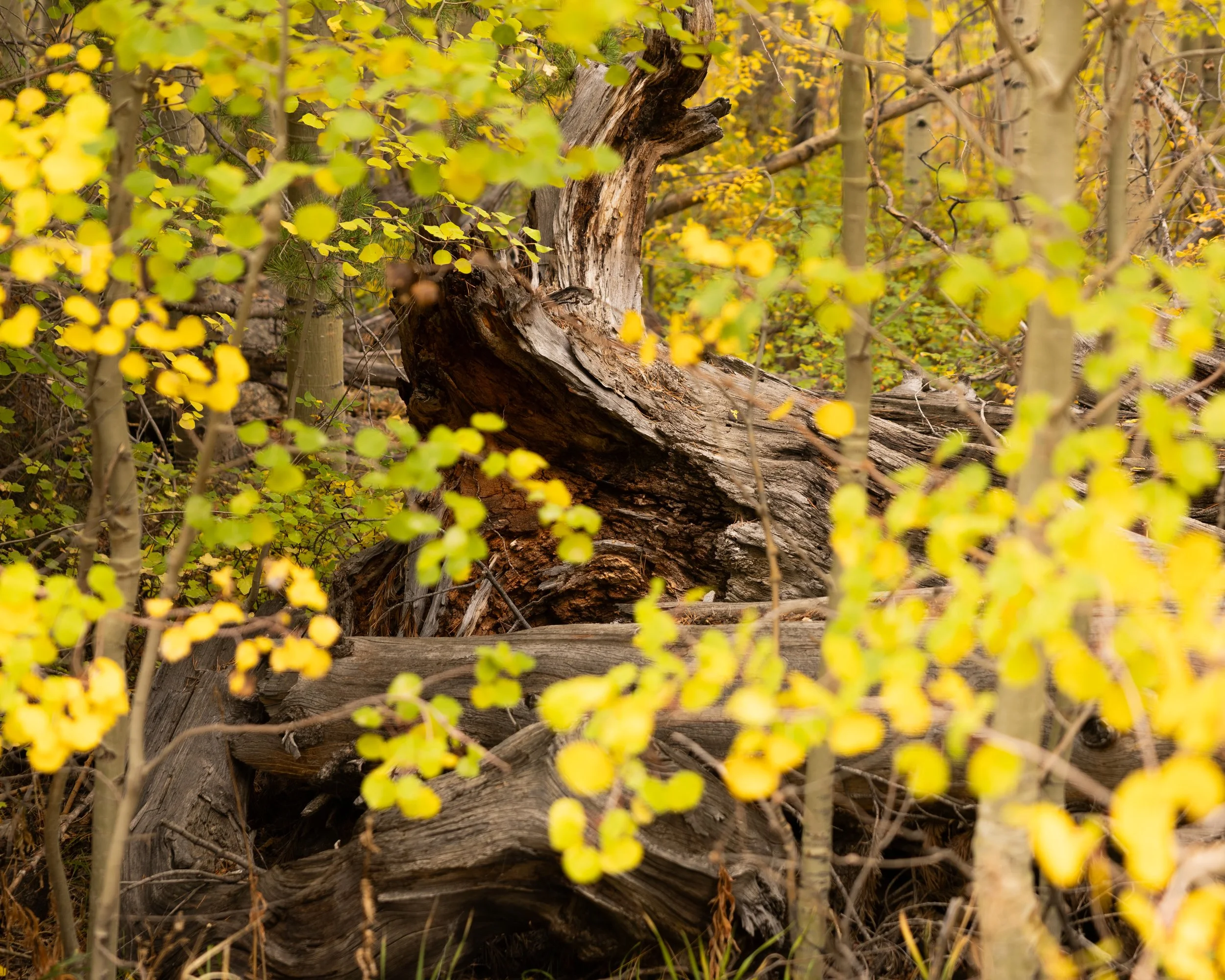 The Spirit of Fall