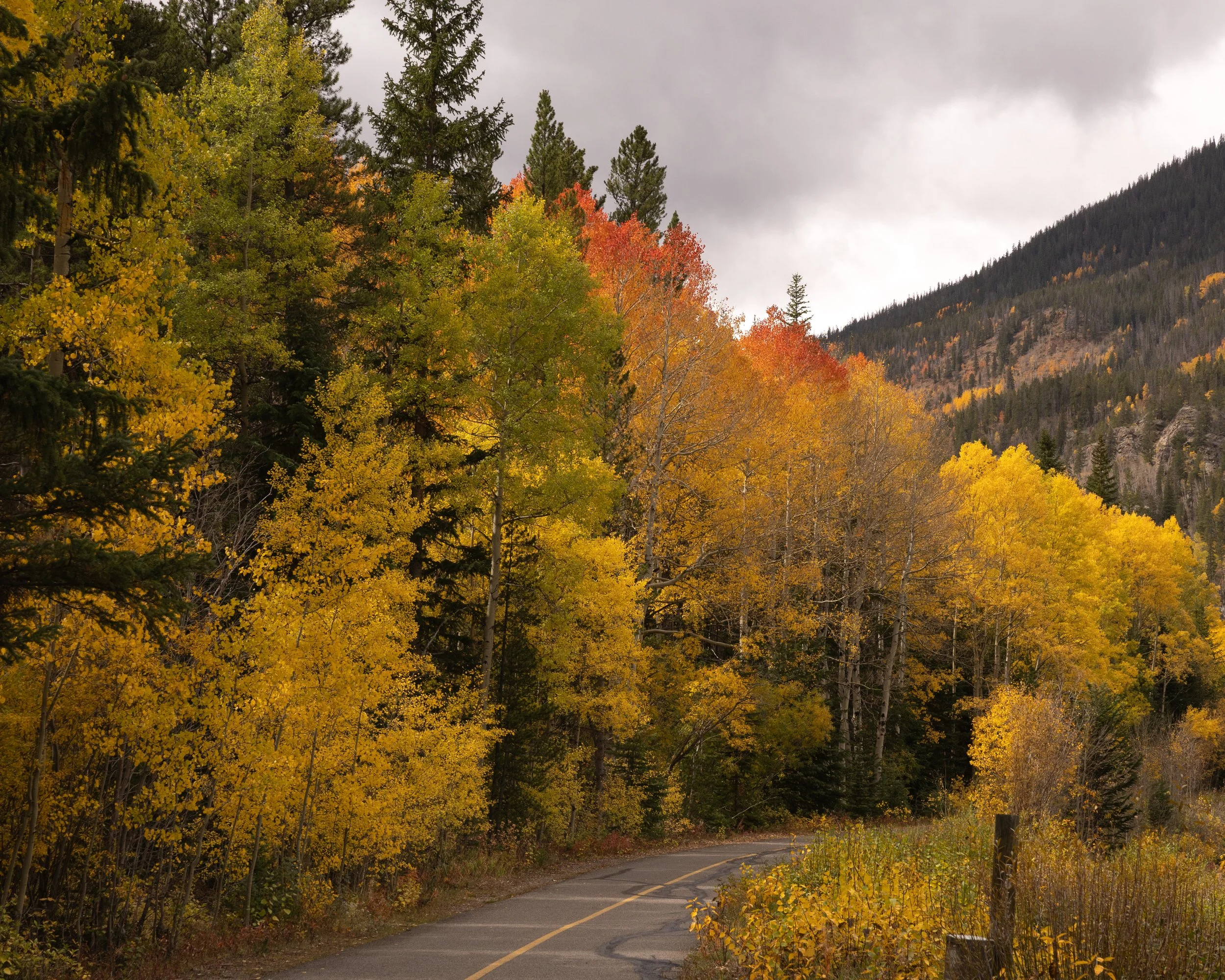 Colorado Aspens