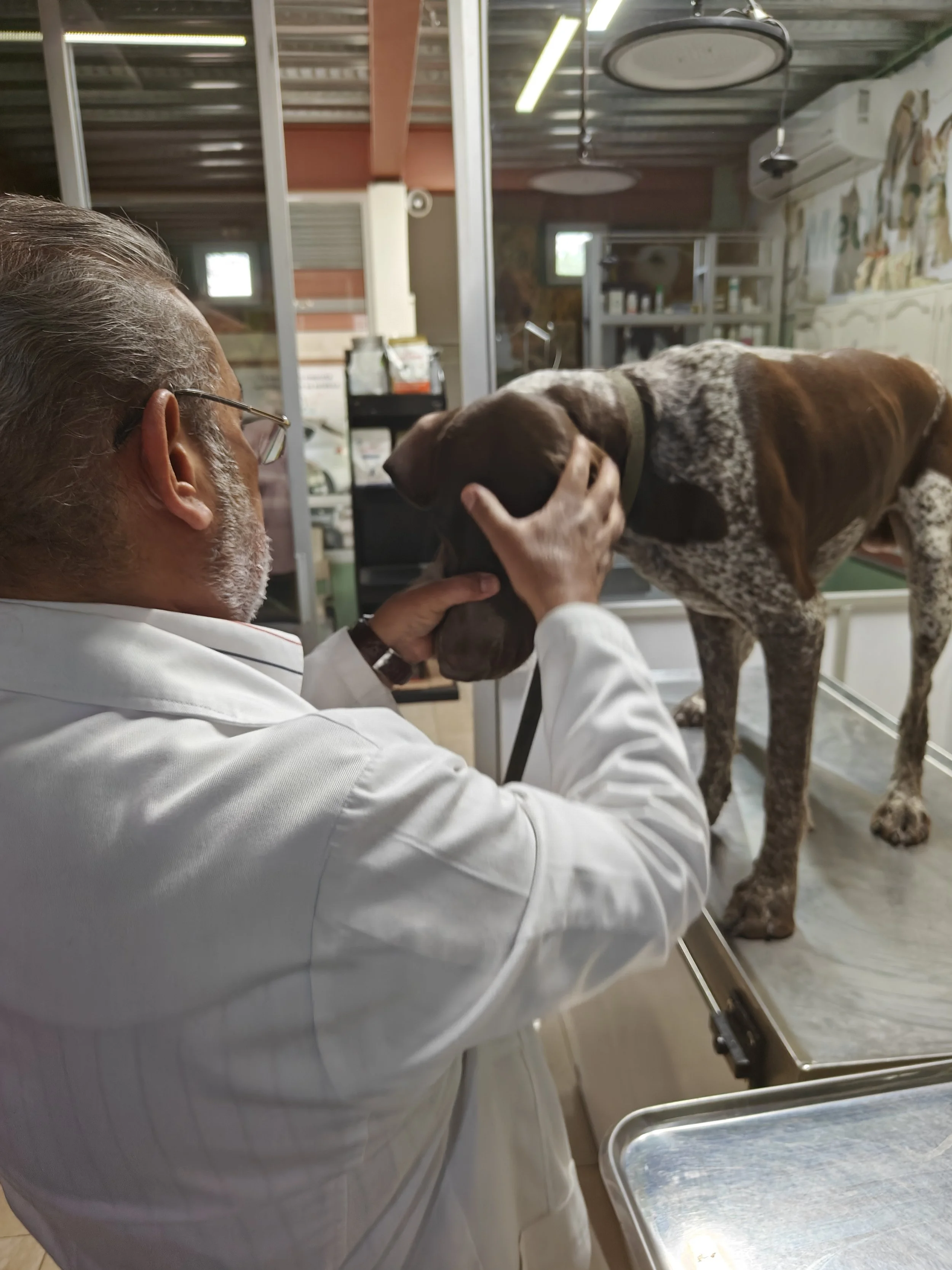 Consulta de especialidad para perros y gatos