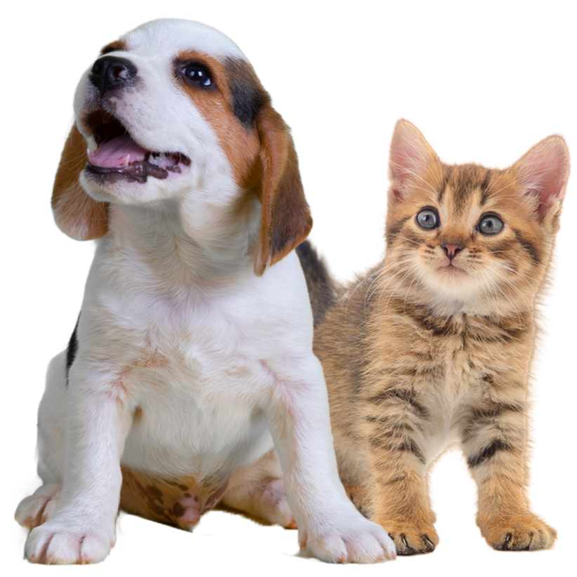 Veterinario en Querétaro