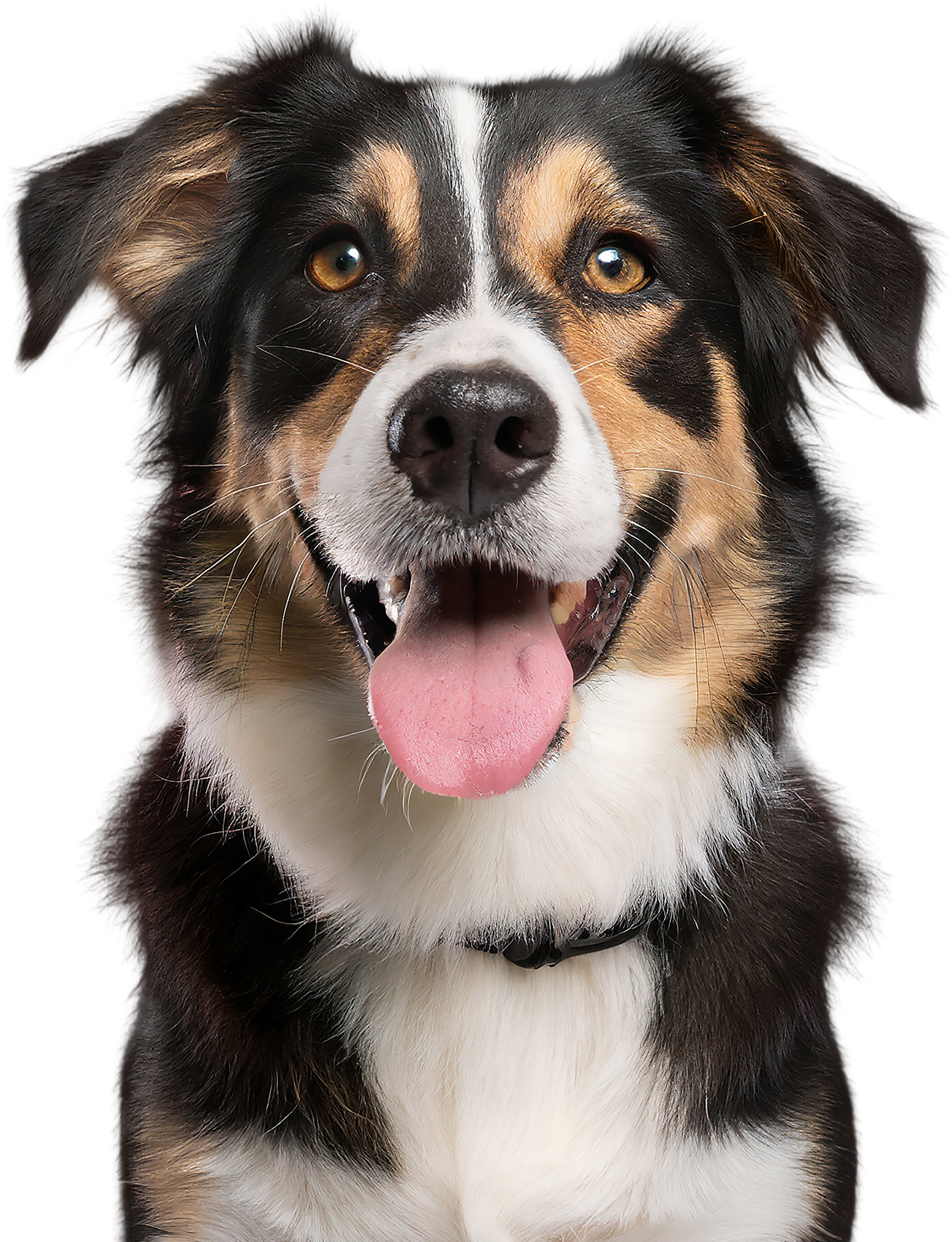 Consulta de especialidad para perros y gatos