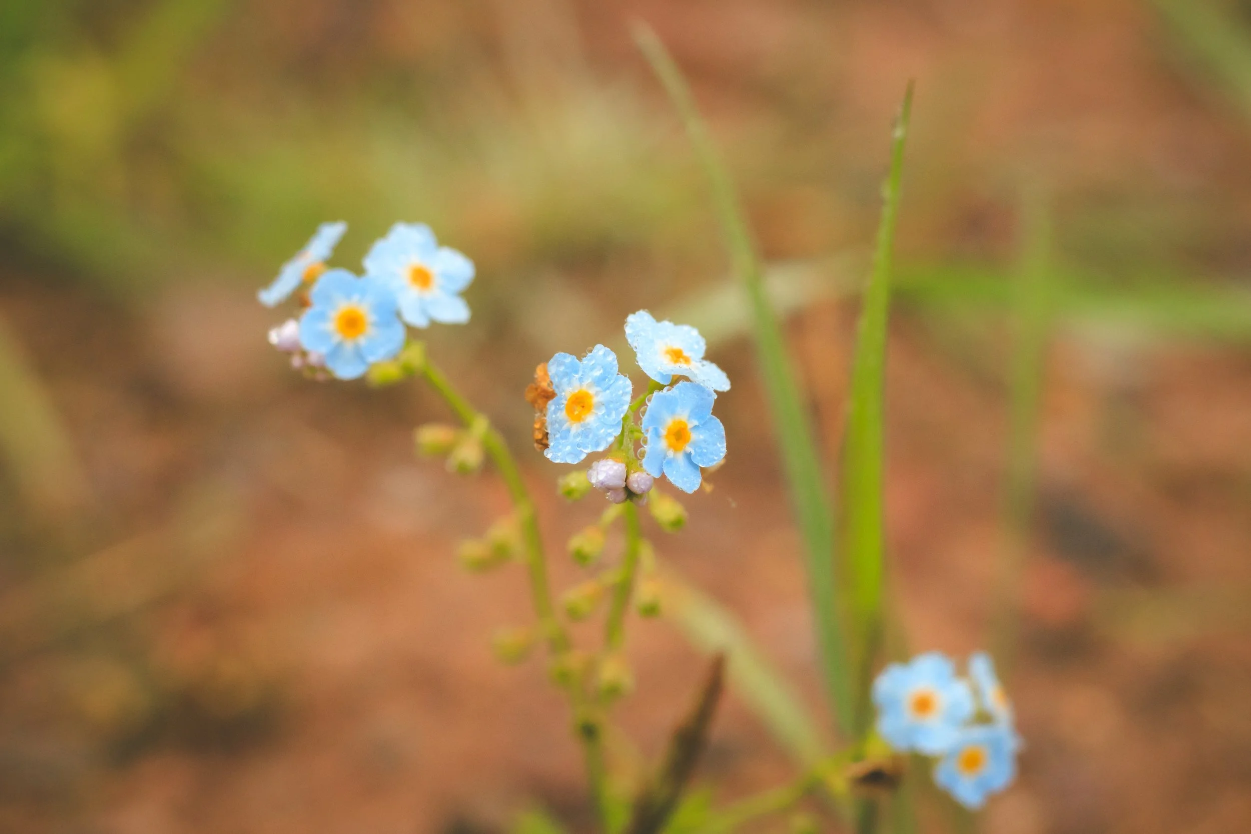 _MG_3256.jpg