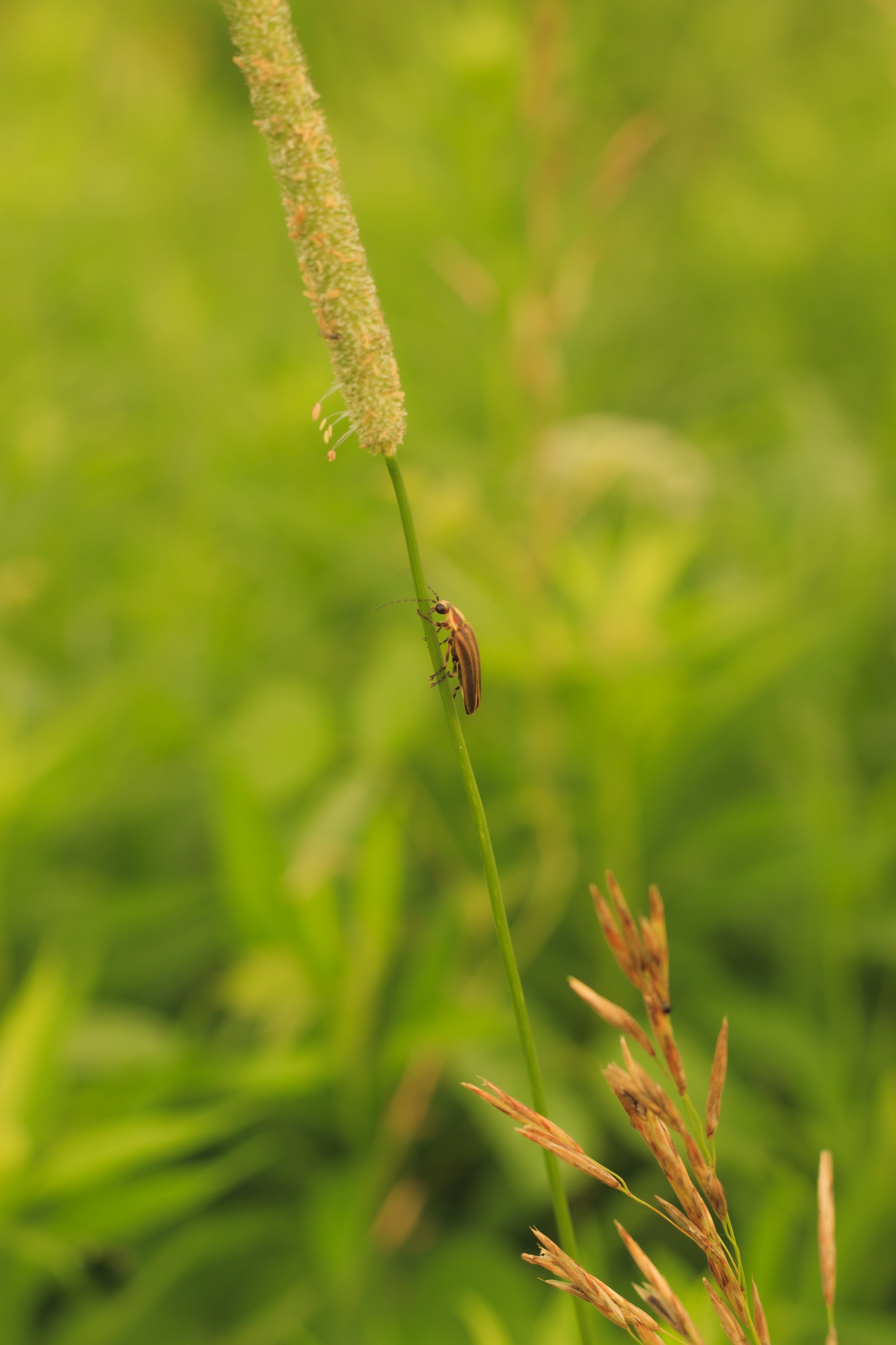 _MG_4588.jpg