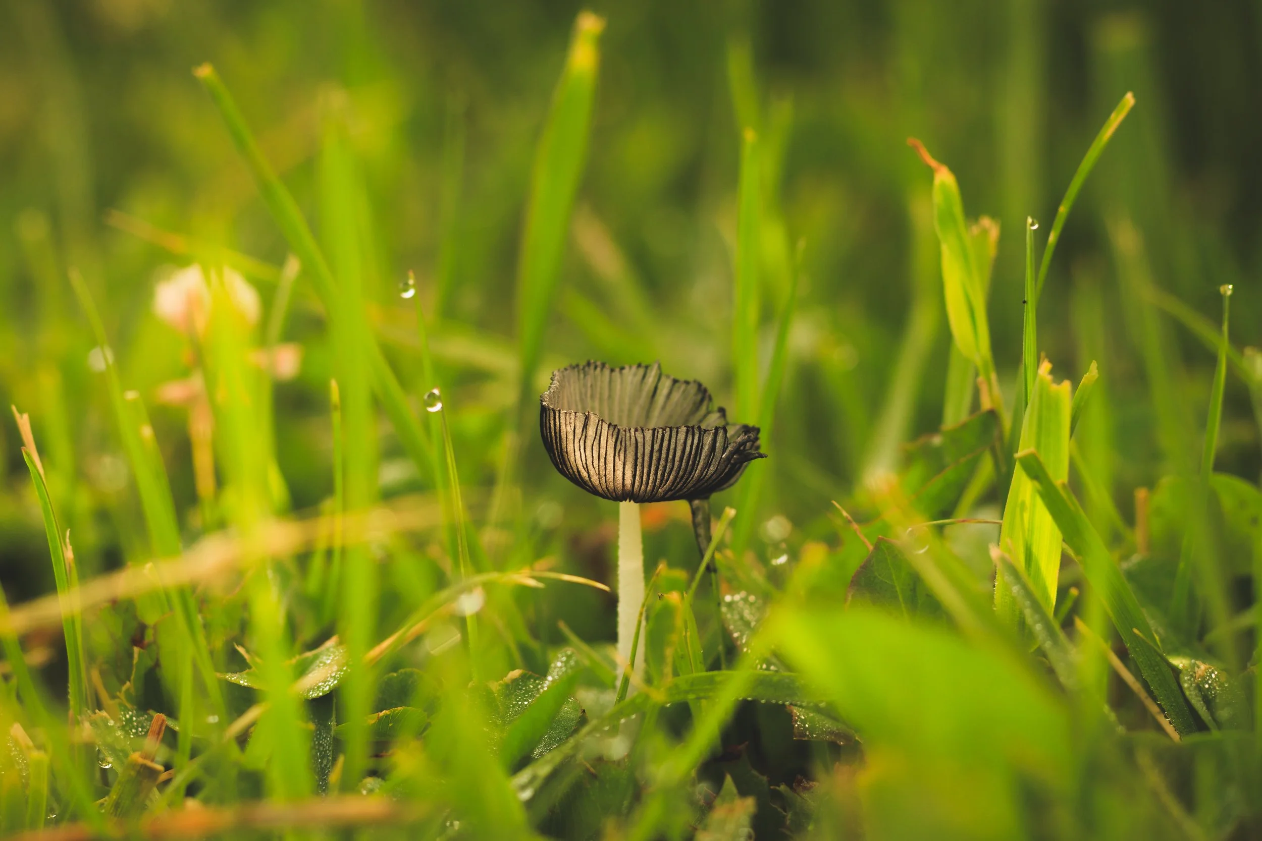 Fungi & Flora