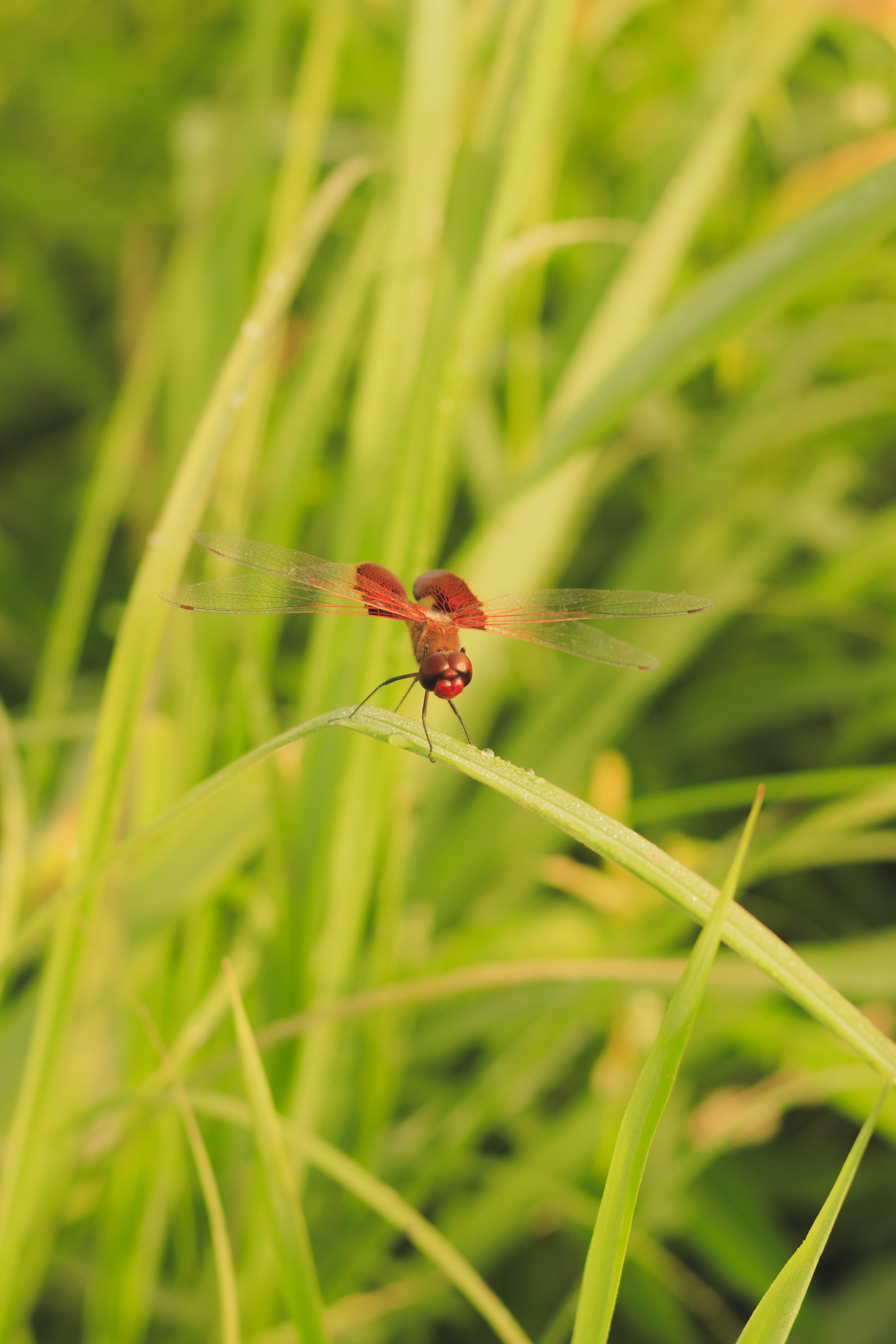 _MG_4644.jpg