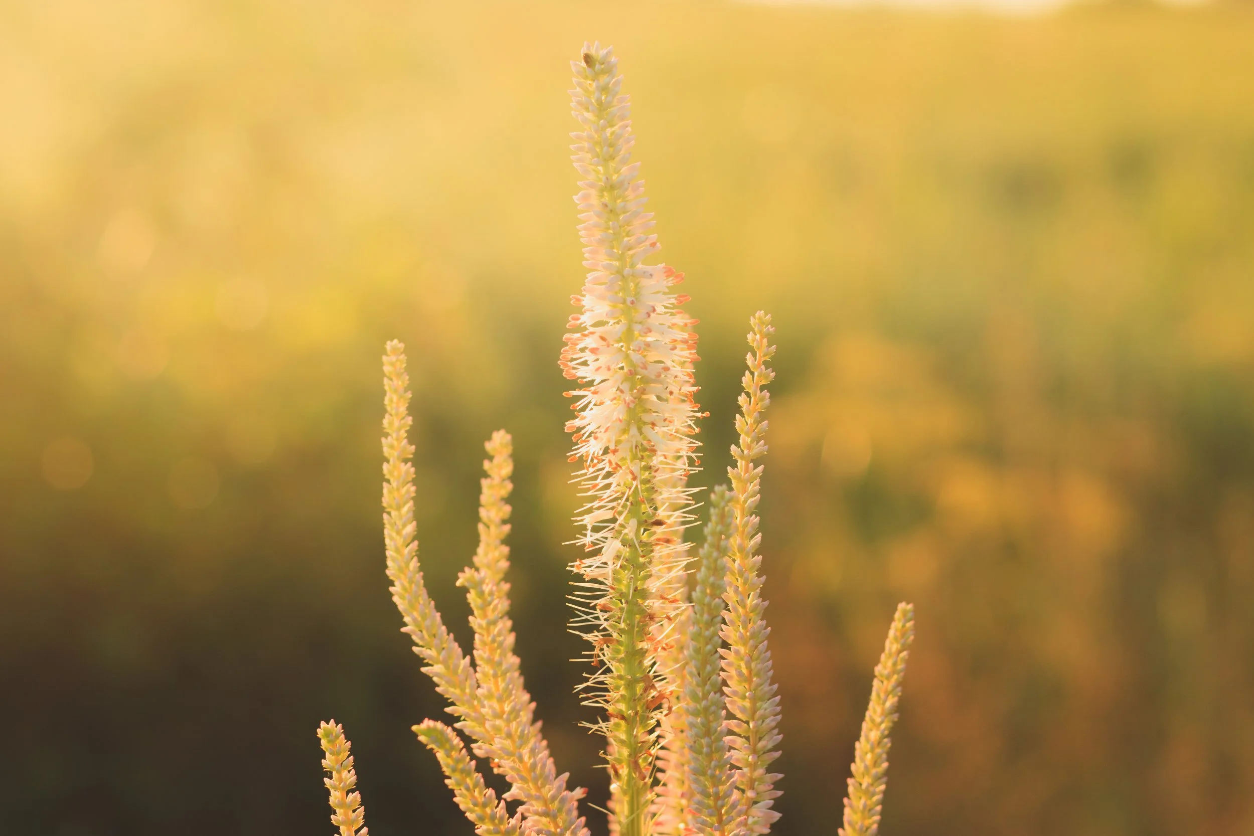 _MG_6034.jpg