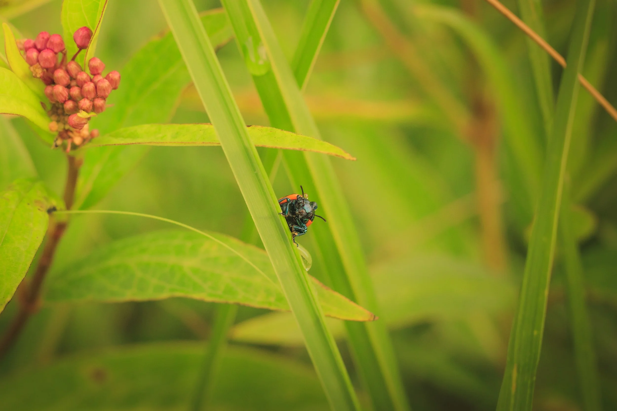 _MG_5083.jpg