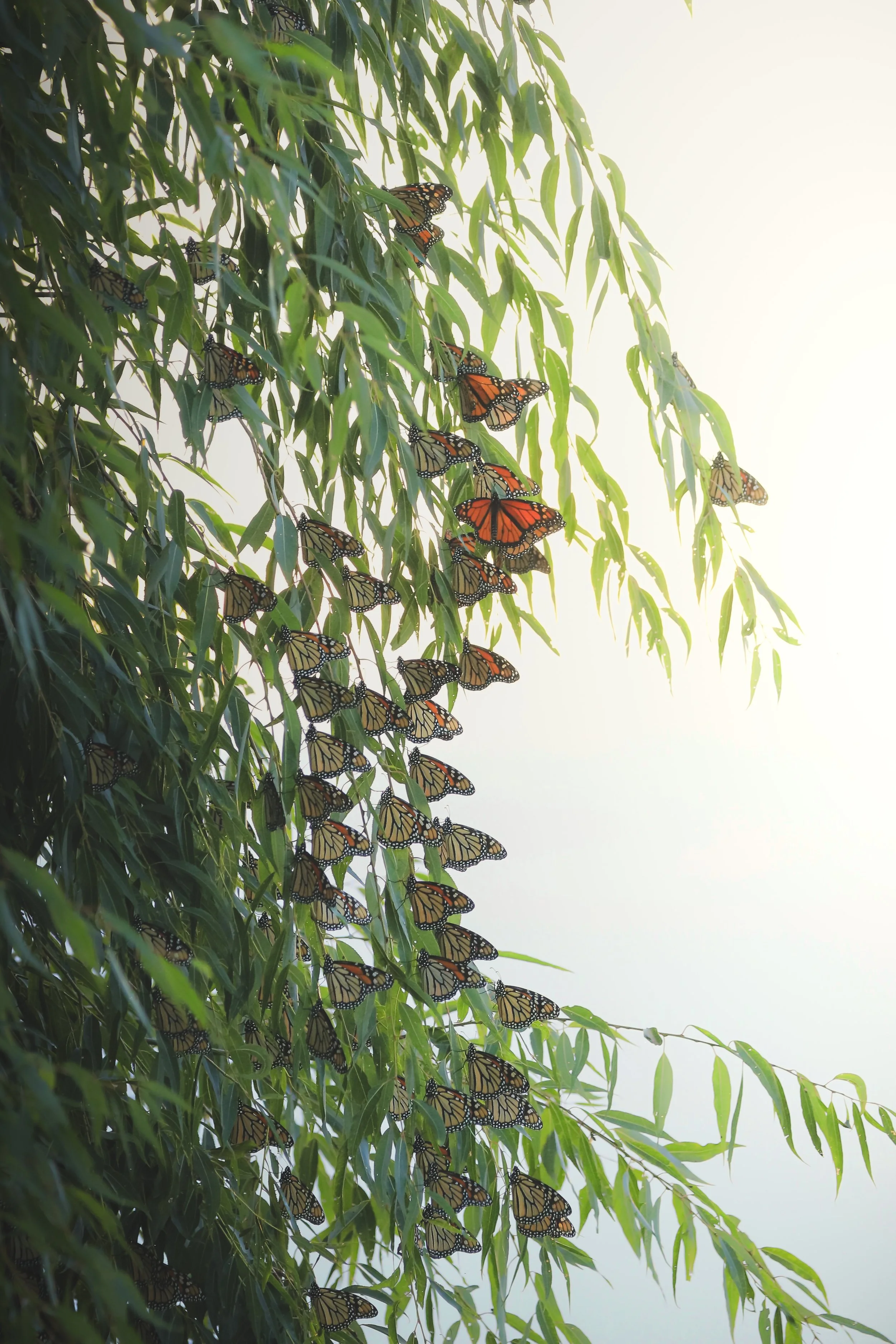 _MG_9474.jpg