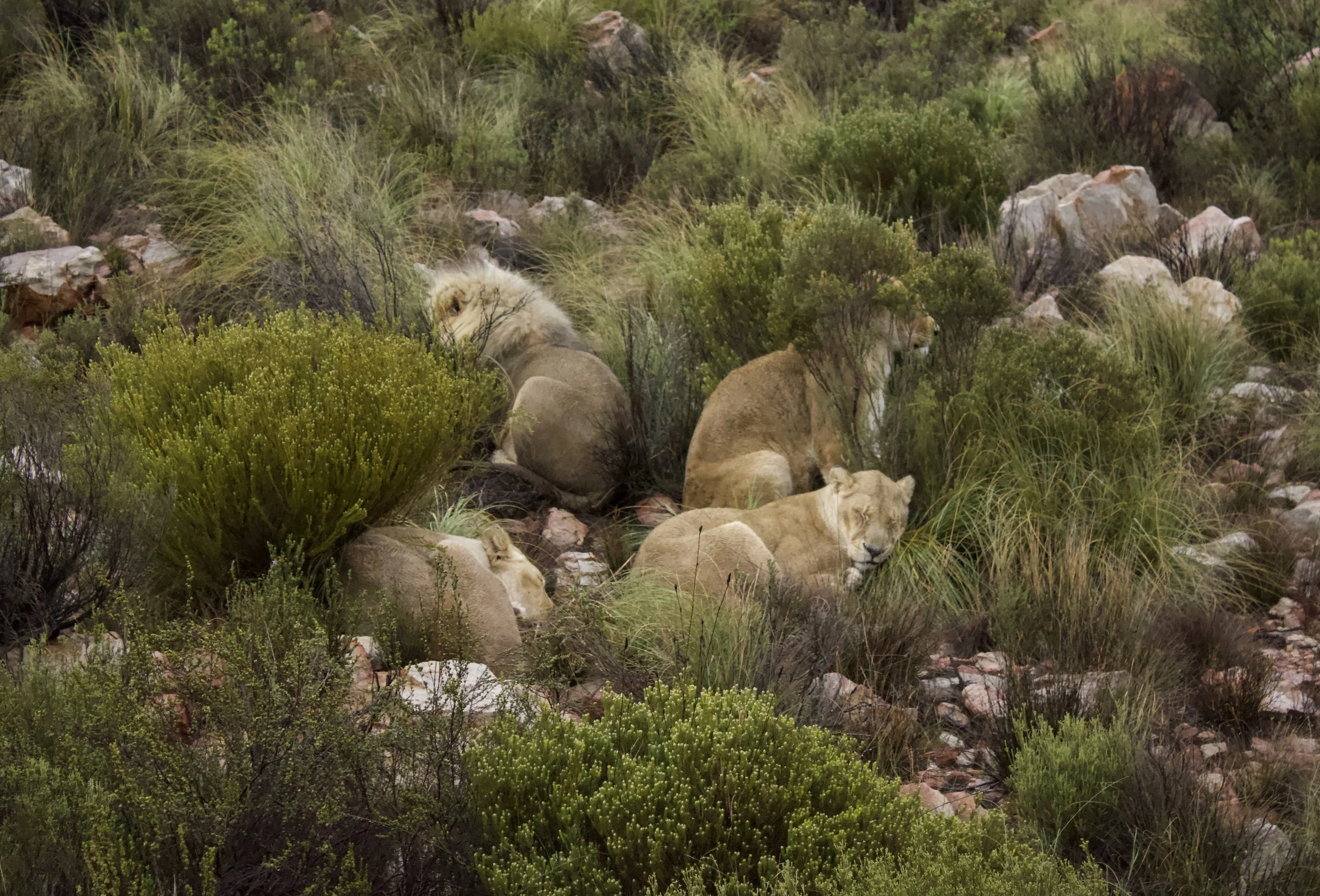 A group of lions resting among dense green bushes and rocks in a natural habitat.