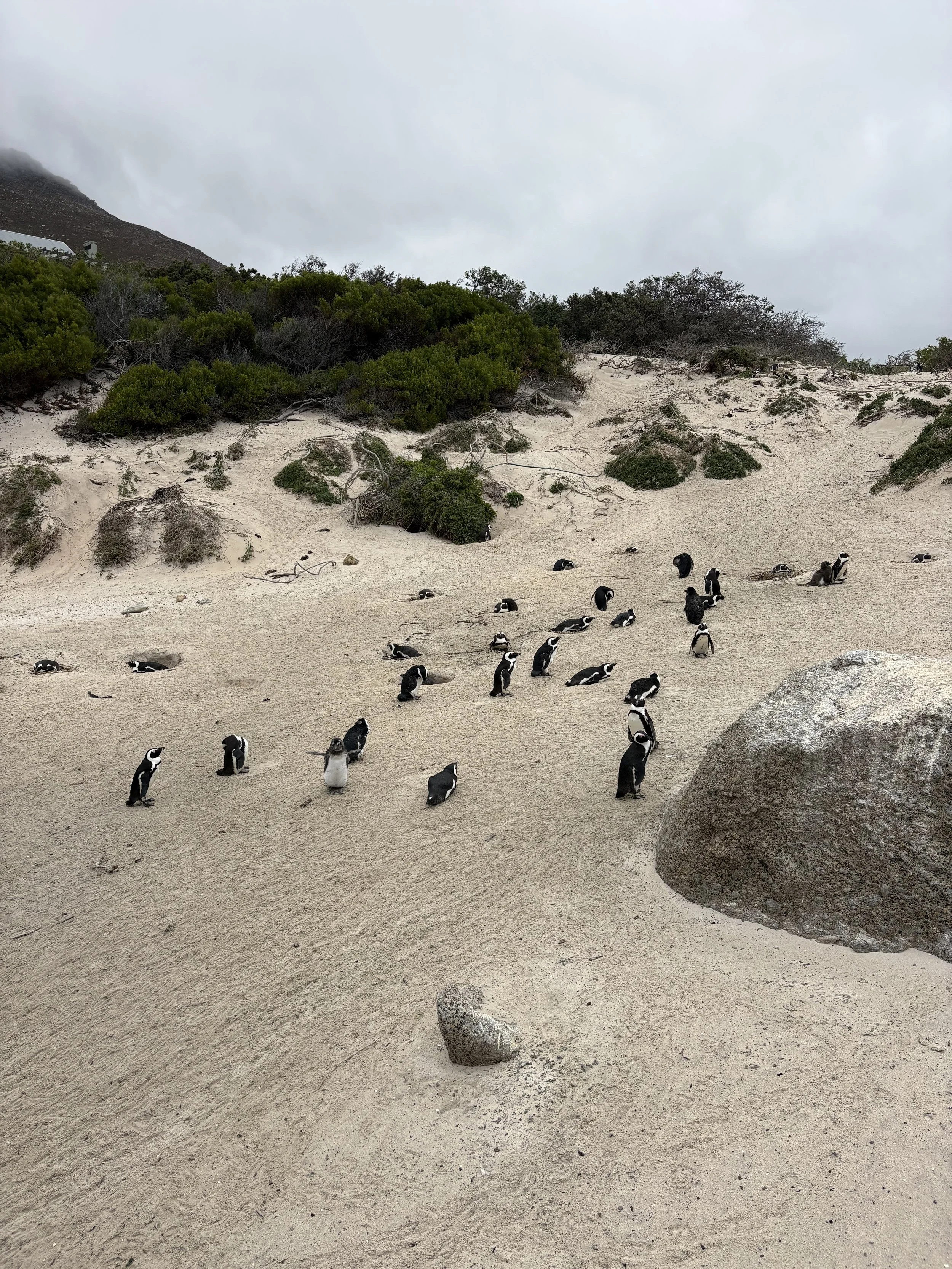 A group of penguins on a sandy beach with dunes and sparse green vegetation, under an overcast sky.
