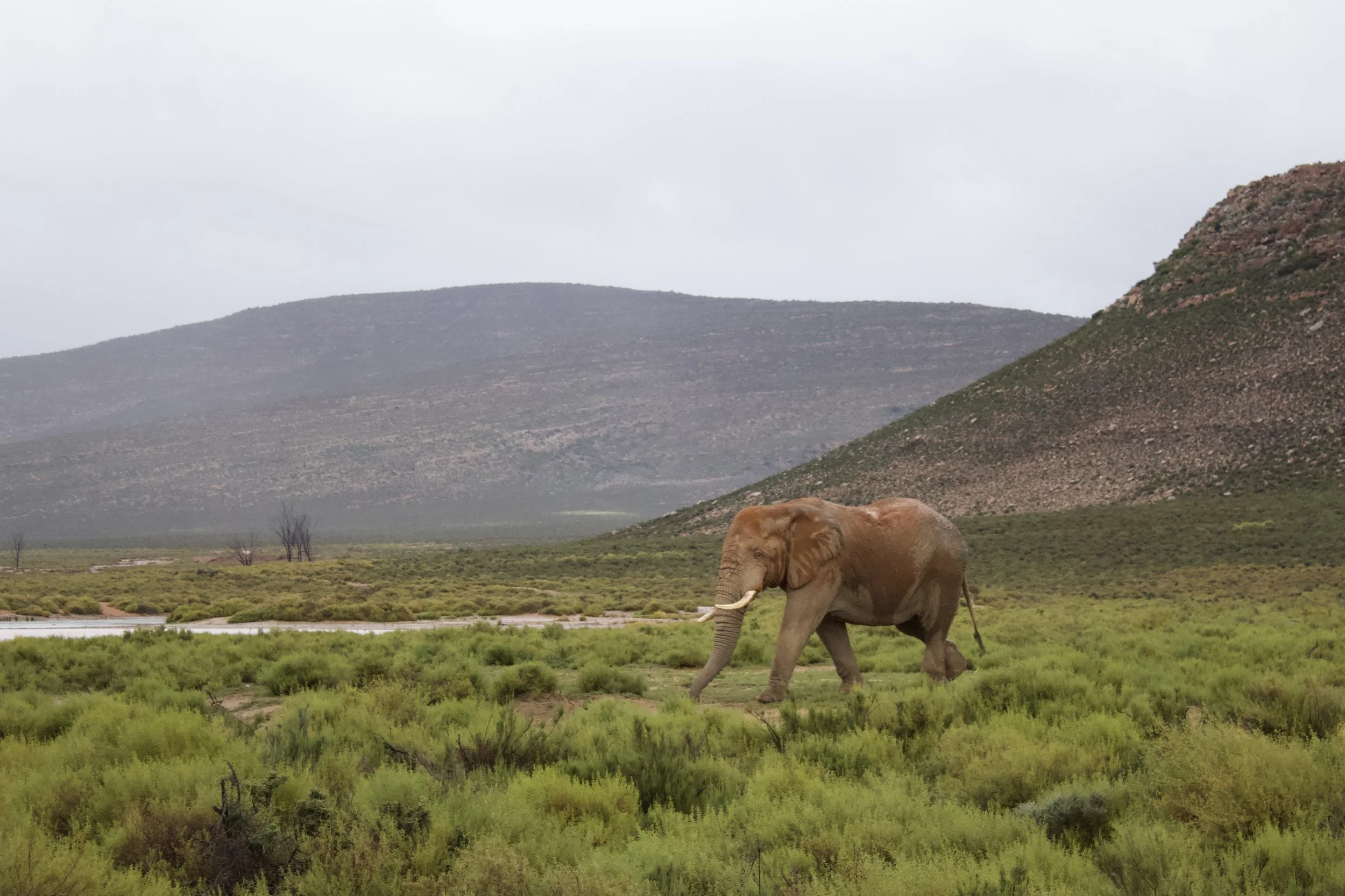 A lone elephant walking through a green landscape with mountains in the background.