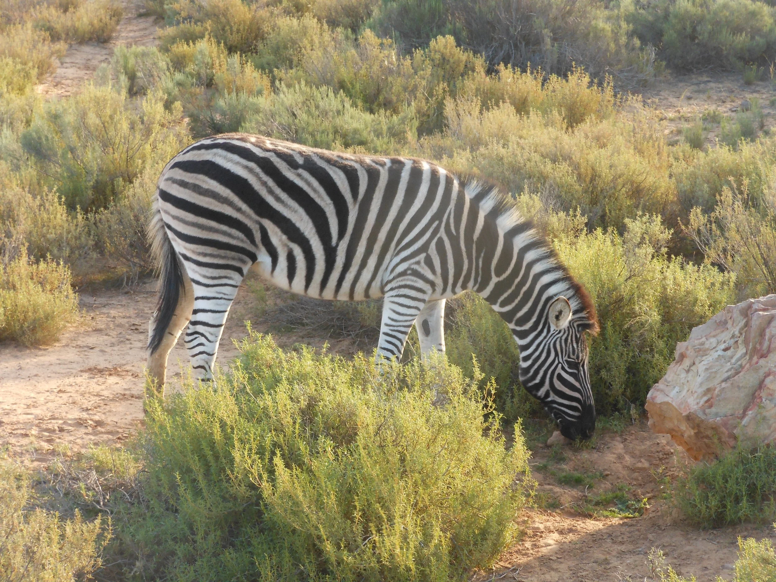 A zebra grazing on grass in a desert landscape with shrubs and rocks.