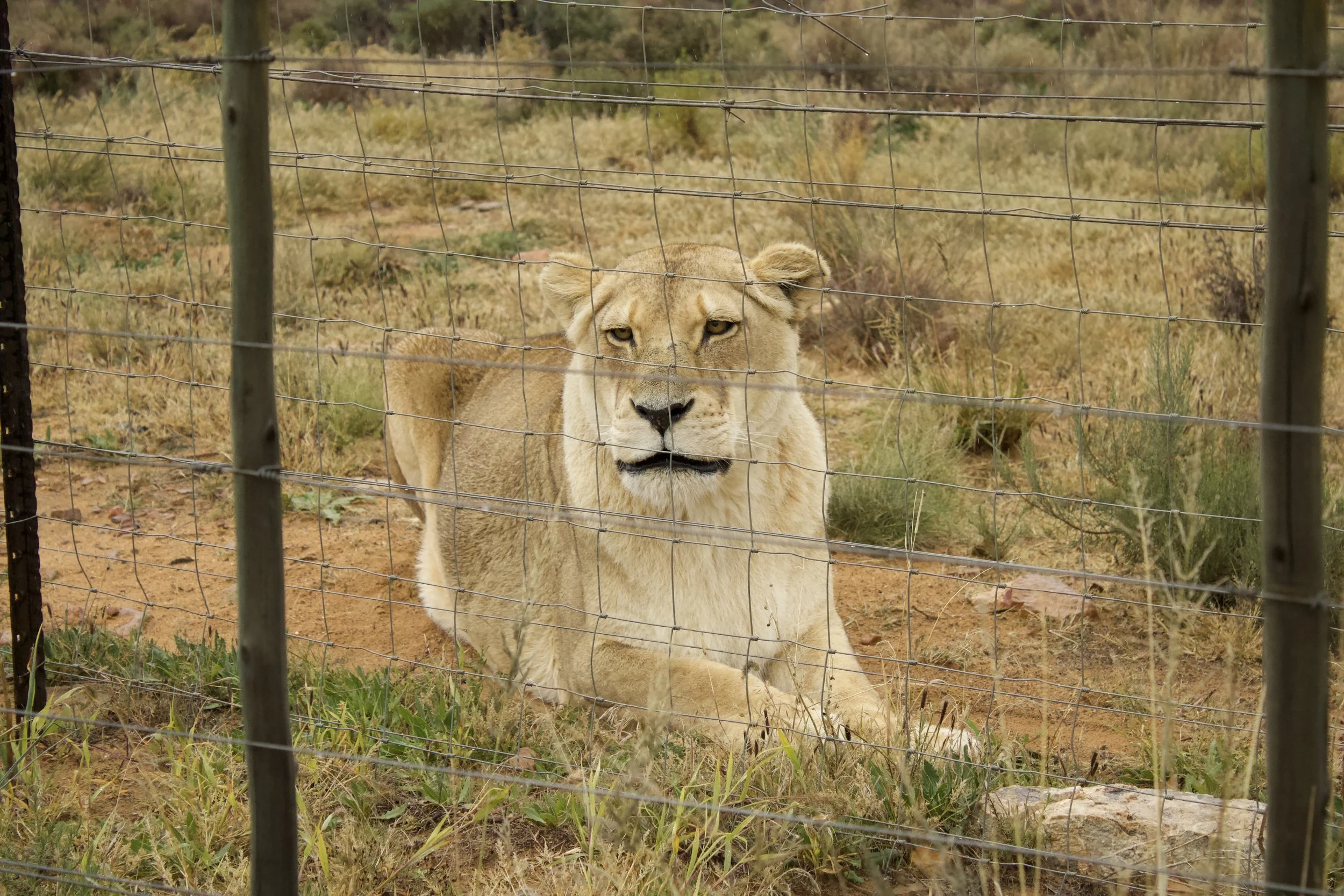 A lioness lying inside a fenced enclosure with a dry grassy landscape in the background.