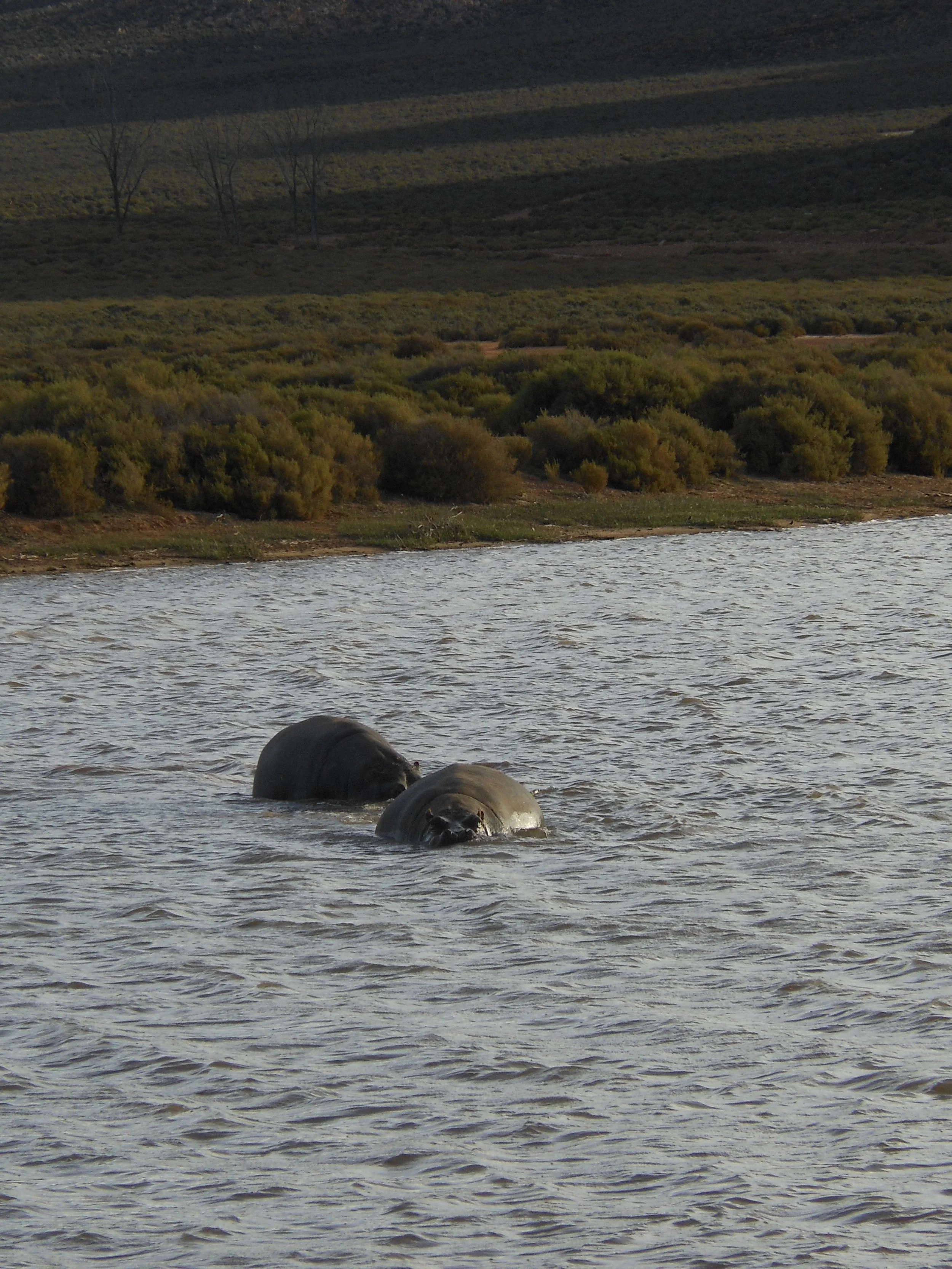 Three hippos partially submerged in a body of water with a green landscape and hills in the background.