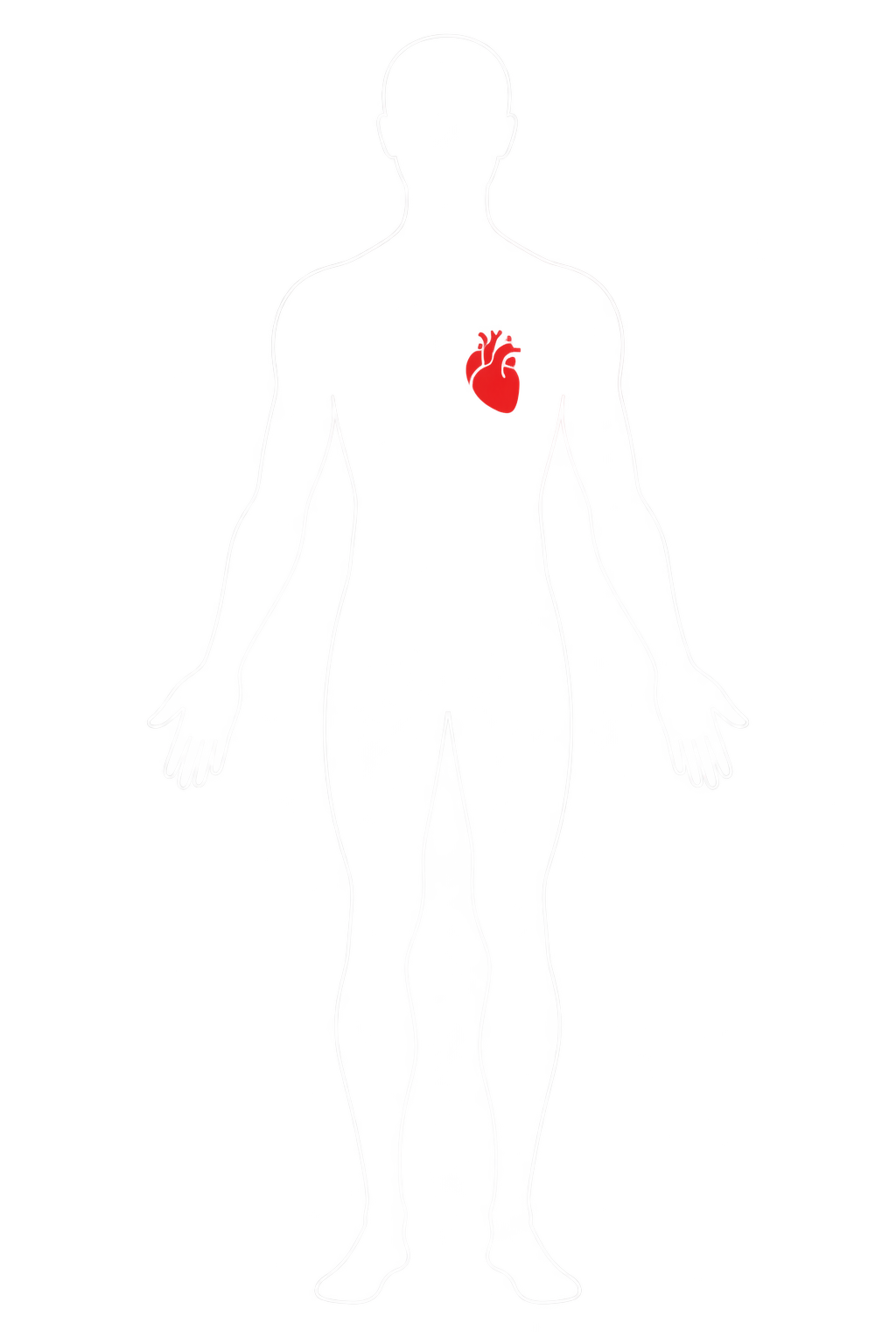 Small heart in human body