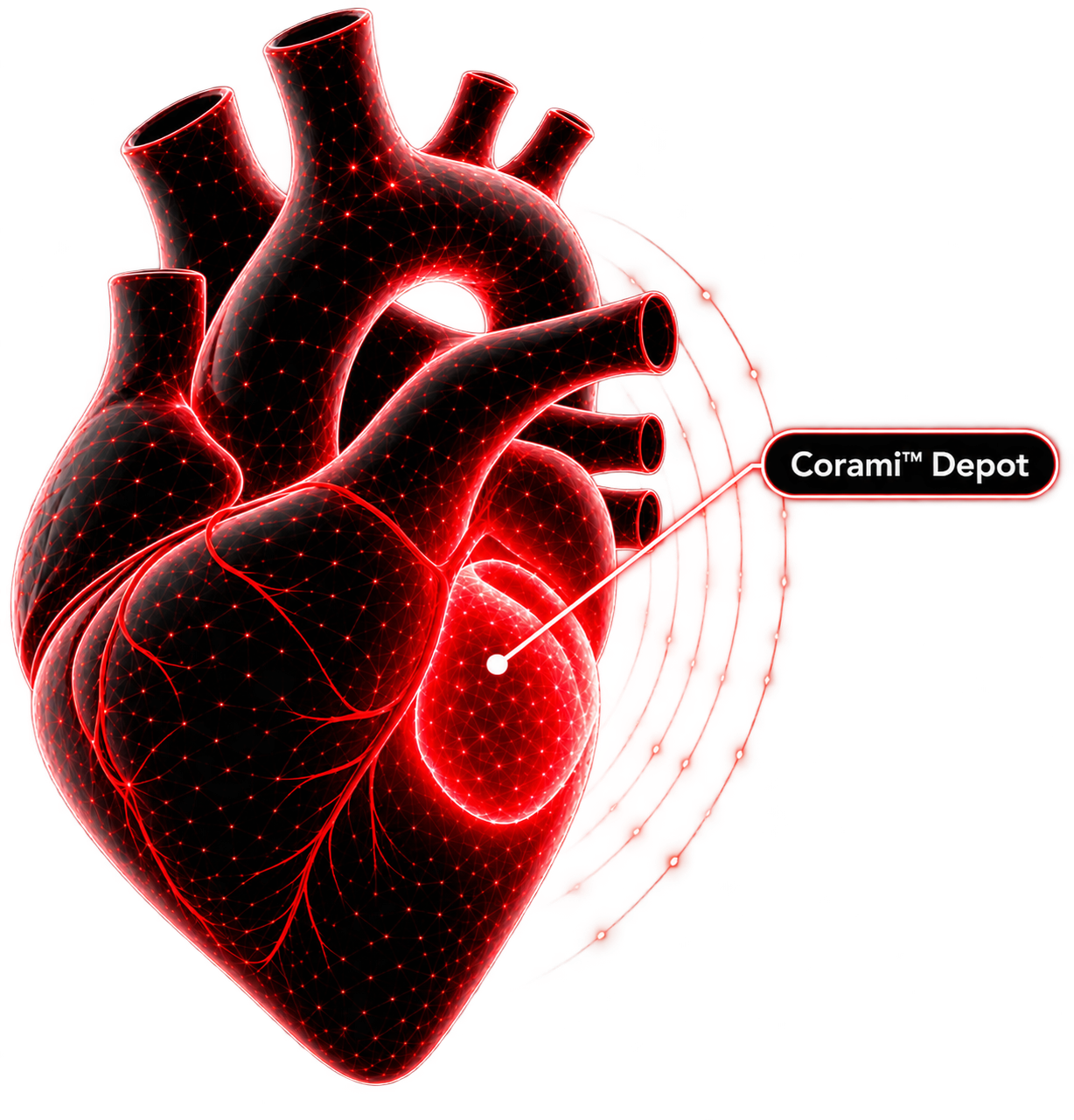Illustration of the Corami Depot localized on the surface of the heart