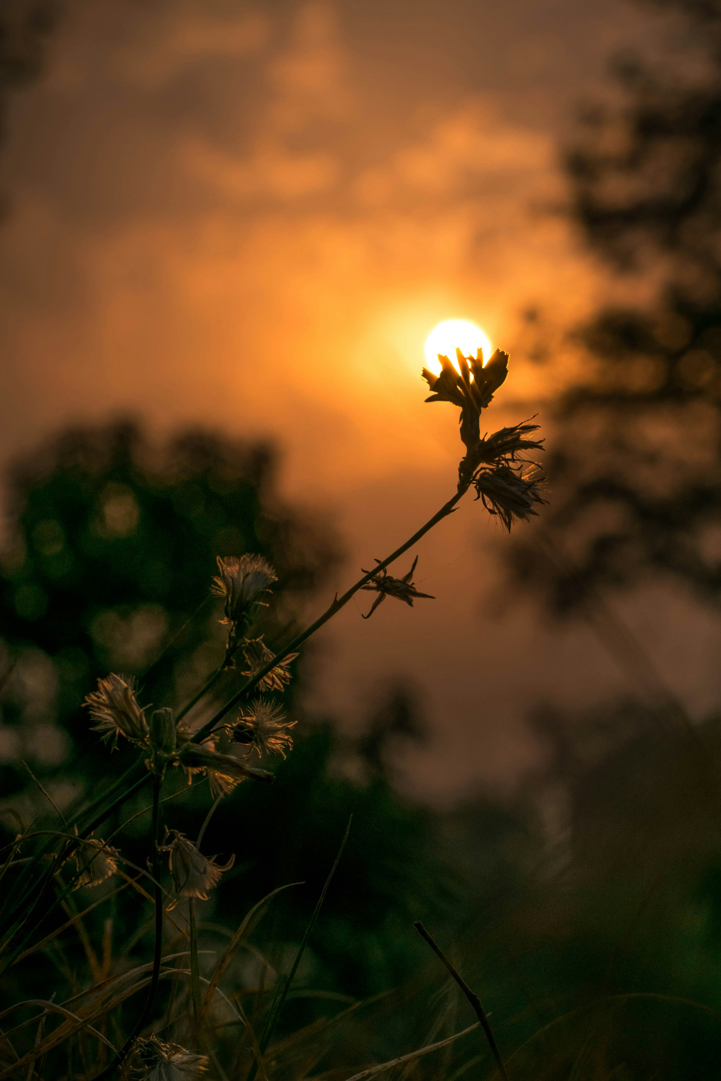 Silhouette of a flower against a sunset or sunrise with a glowing sun in the background and a cloudy sky.