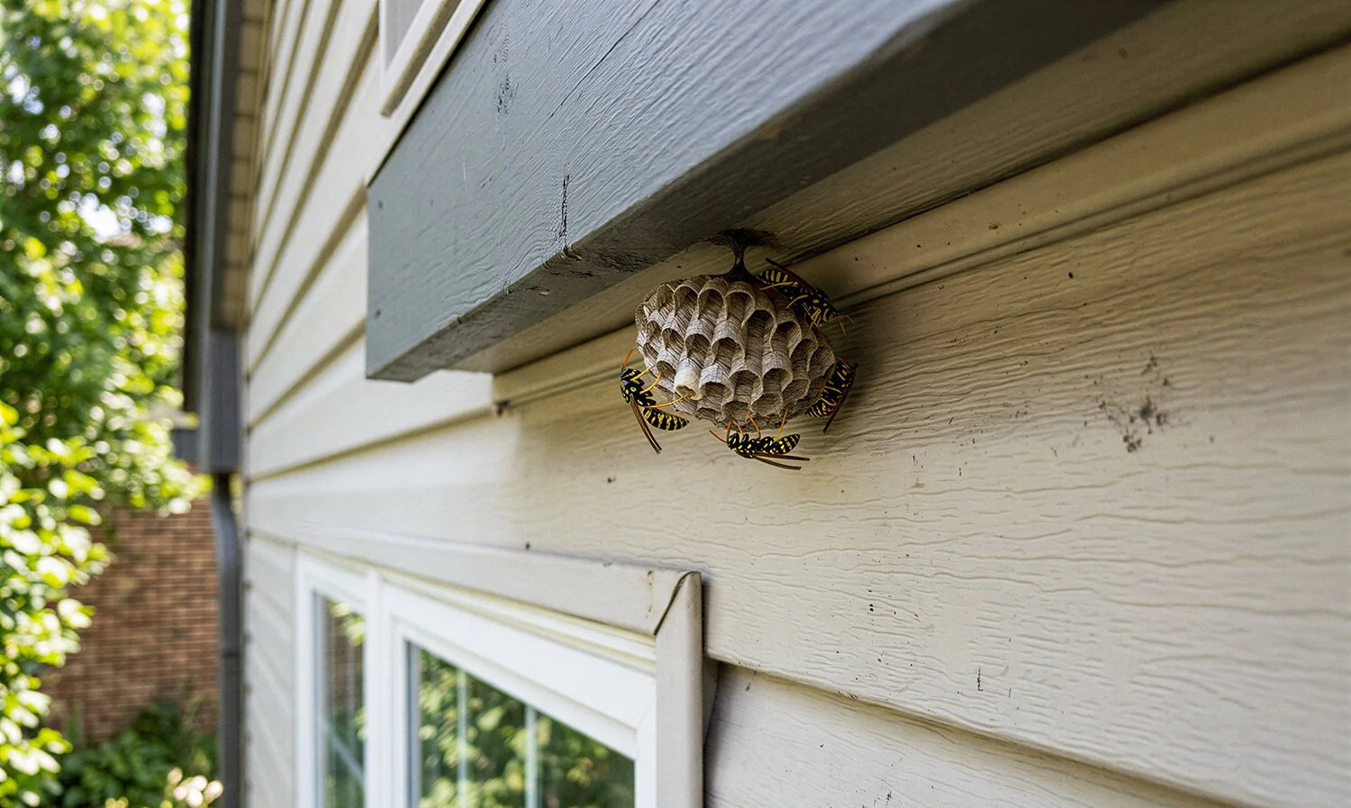 Paper wasp nest hanging under the eave of a house.