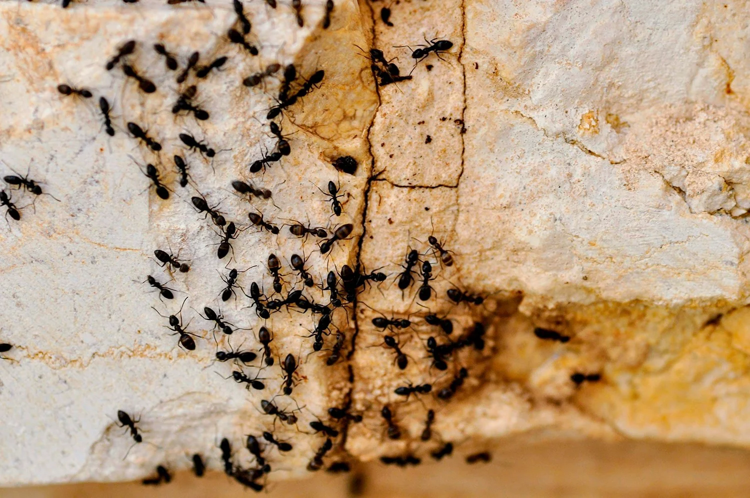 Close-up of black ants gathering on a beige, cracked stone surface.