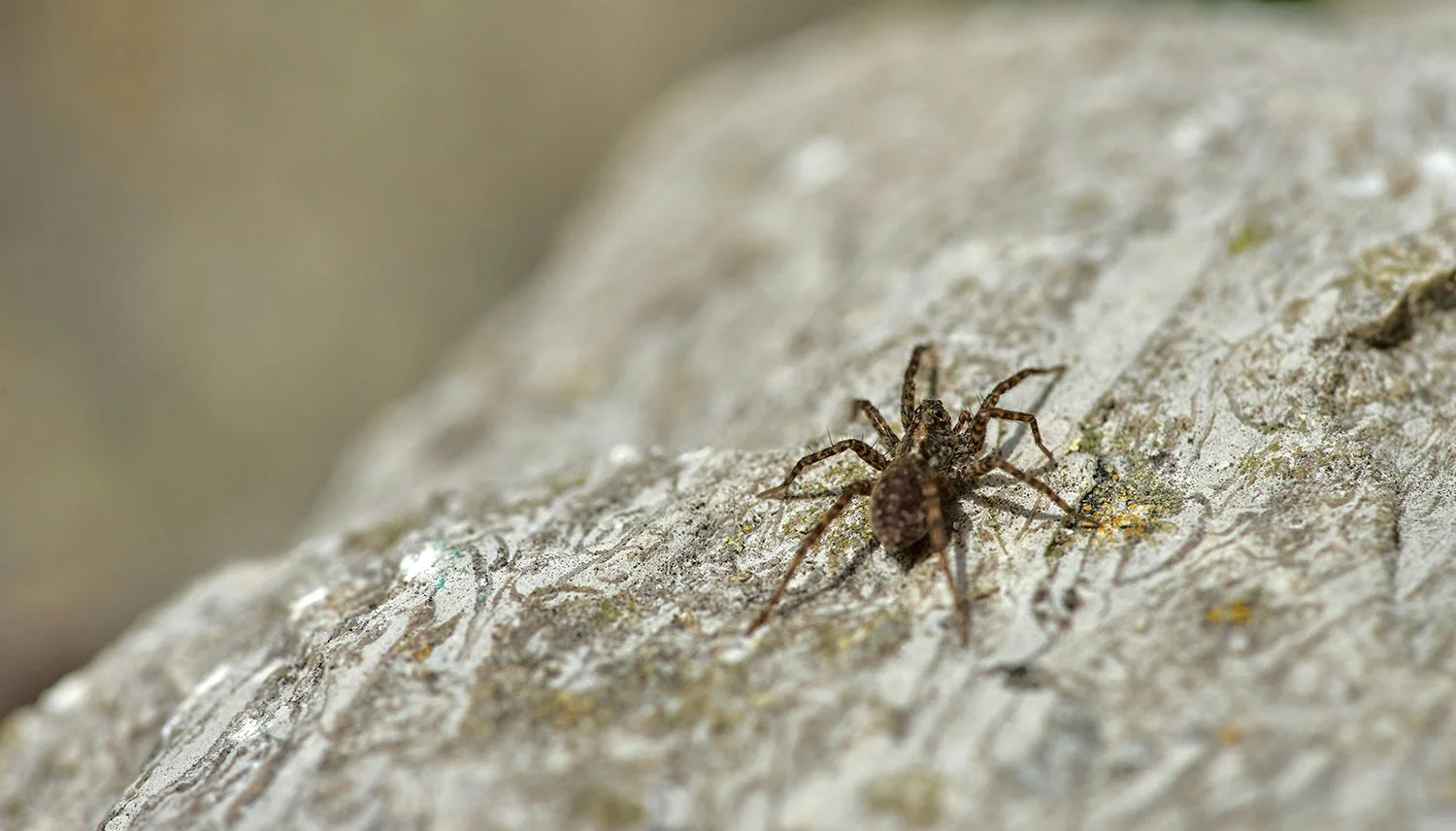 Close-up of a small brown spider on a textured light gray rock surface.