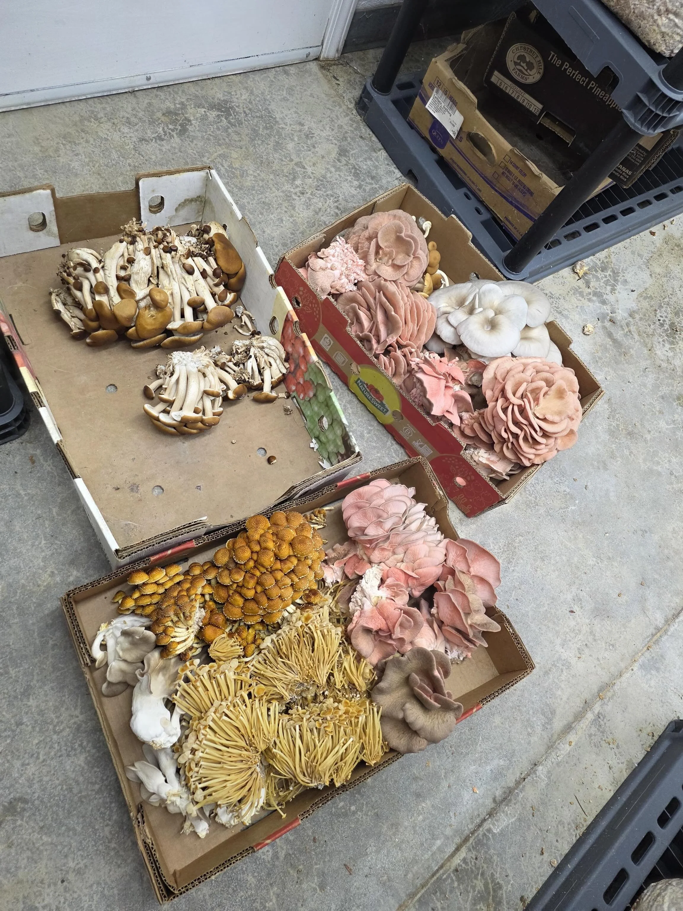This Saturday TD main street and Hub City Farmers&rsquo; Market. All Orgnatural ingredients practiced. Golden enoki, Chestnuts, Black Pearl oysters, Yellow oysters, Pink oysters, Blue oysters! Pheonix oysters, Piopino, Lionsmane fresh fruits as well 