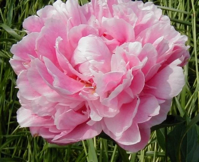 Peony sarah bernhardt.jpg
