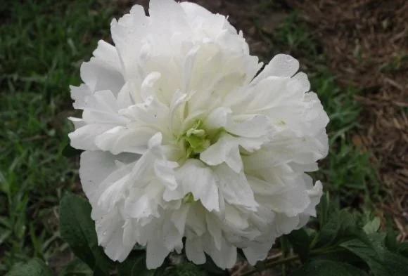 PN063 Peony DDN a_2_580x393.jpg