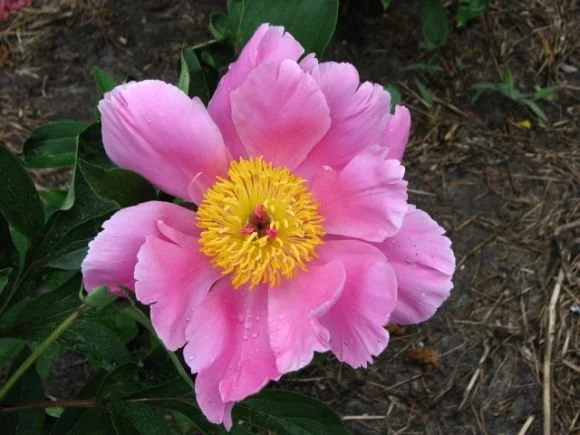 Lovely Rose