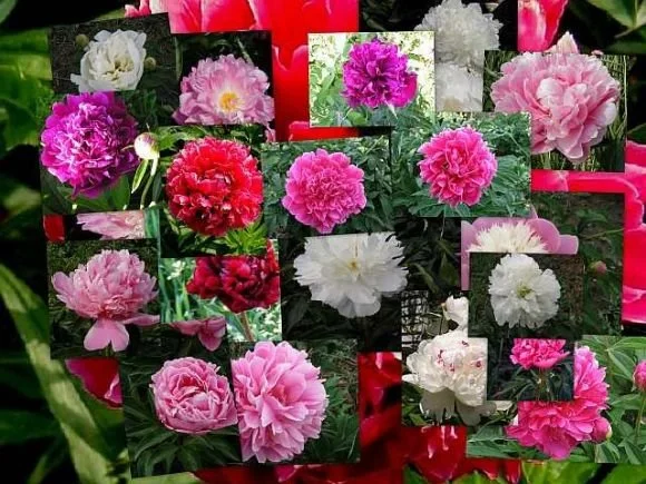 Peony Mixture