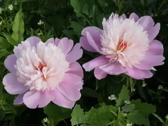 Edulis Superba