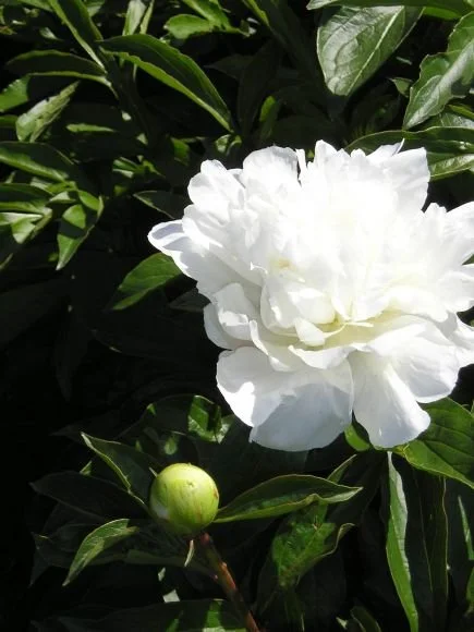 PN063 Peony DDN_435x580.jpg