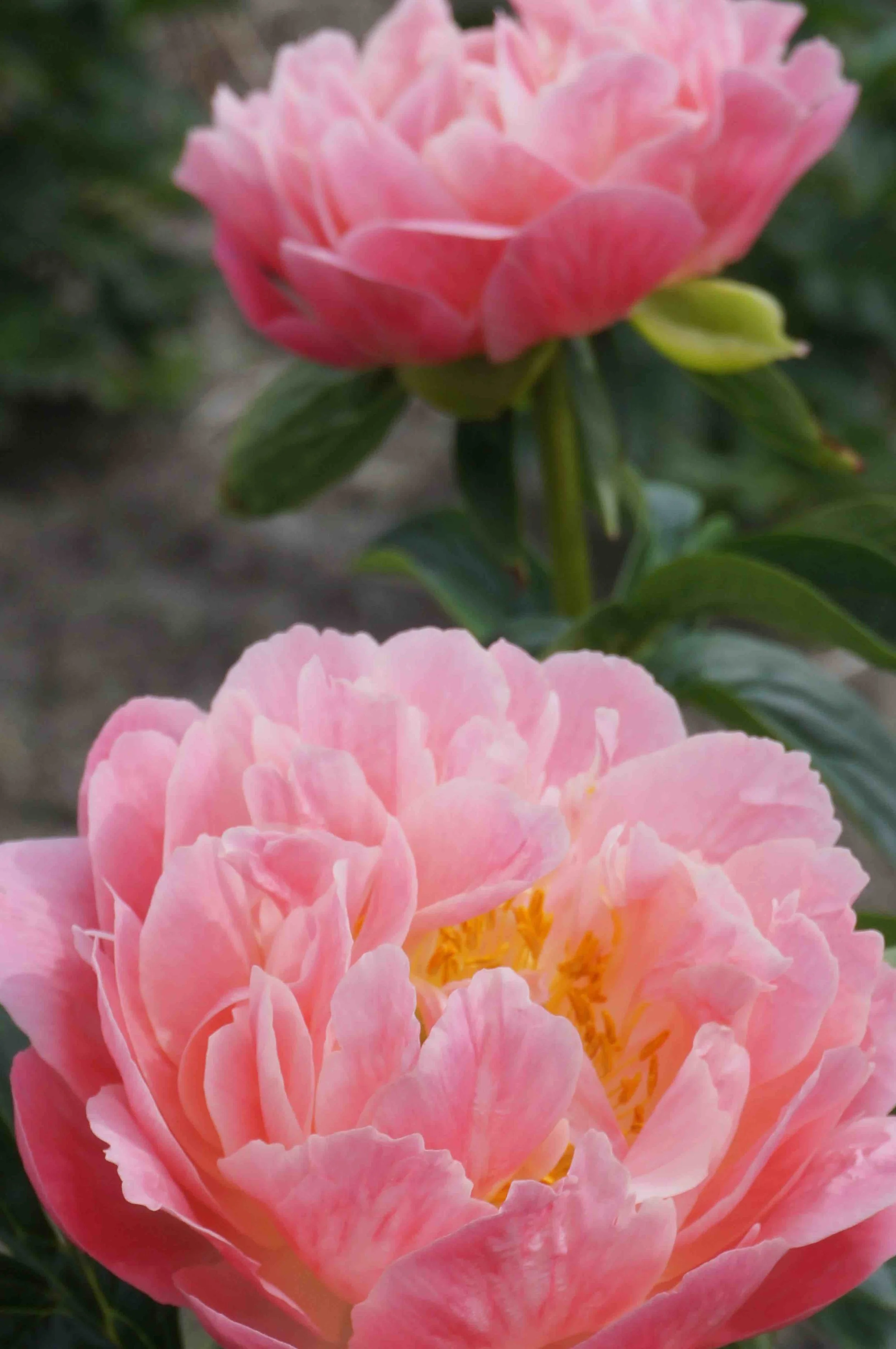 Pink Hawaiian Coral.jpg