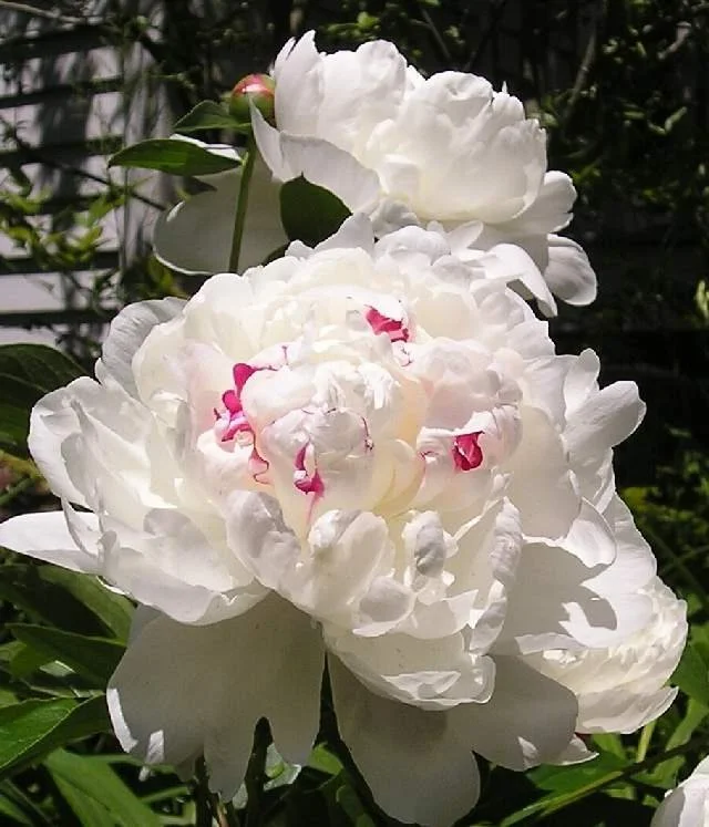 Festiva Maxima