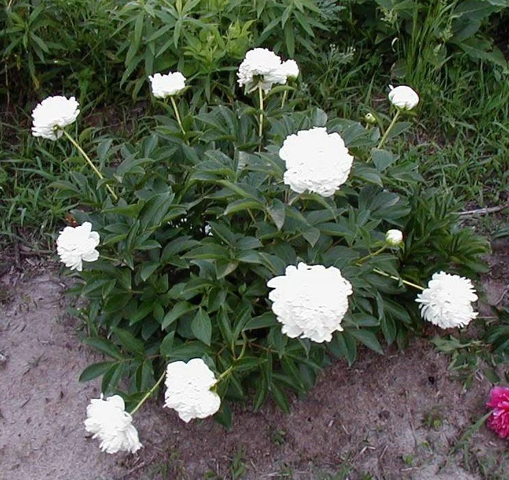 Peony Baroness Schroeder2.jpg
