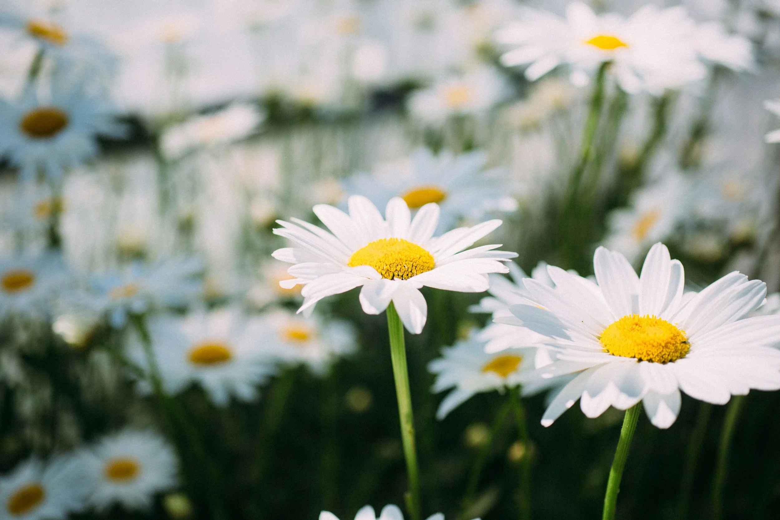 Close-up of white daisies with yellow centers in a garden.