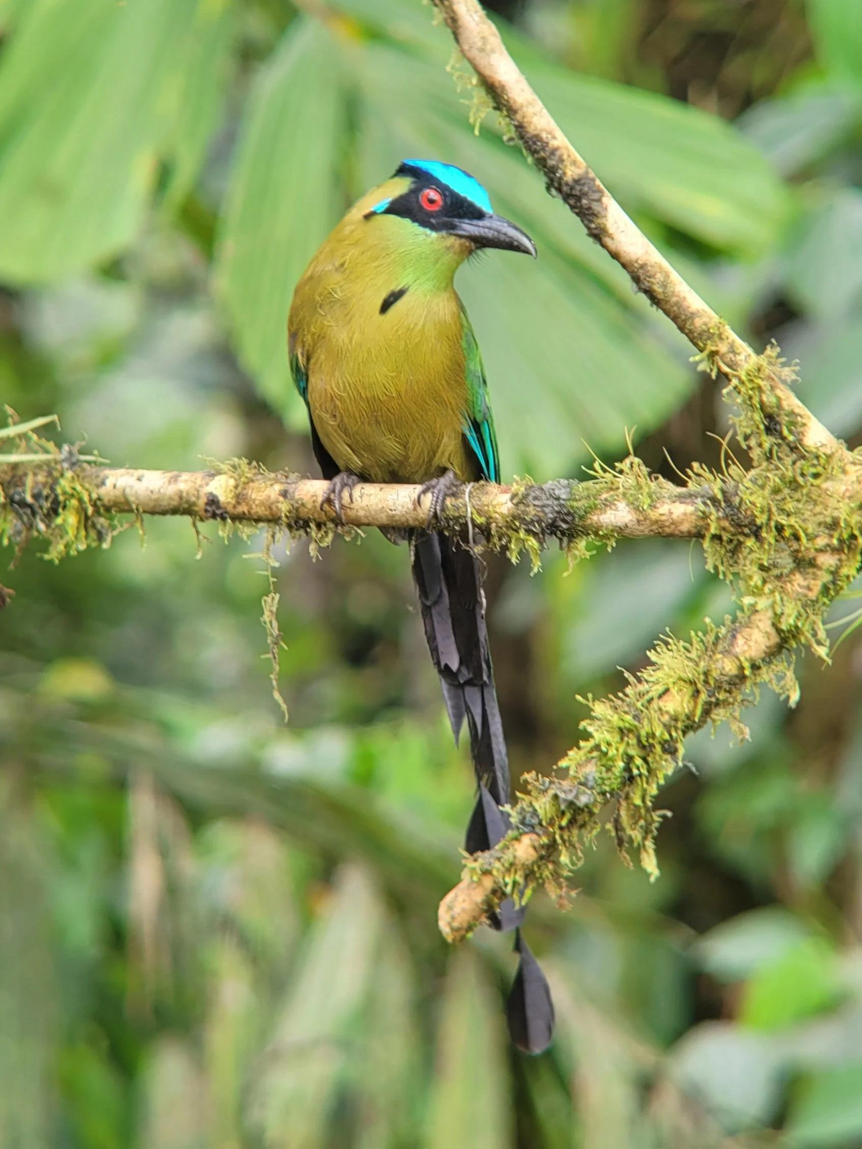 An Andean Motmot perched on a mossy tree branch in a lush green jungle setting.