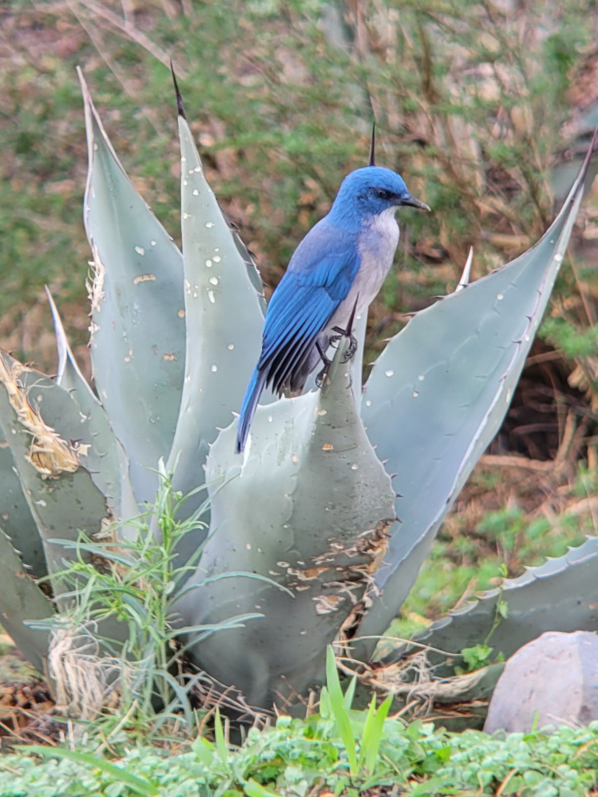 A Mexican Jay perched on the spiked leaves of an agave plant in a garden.