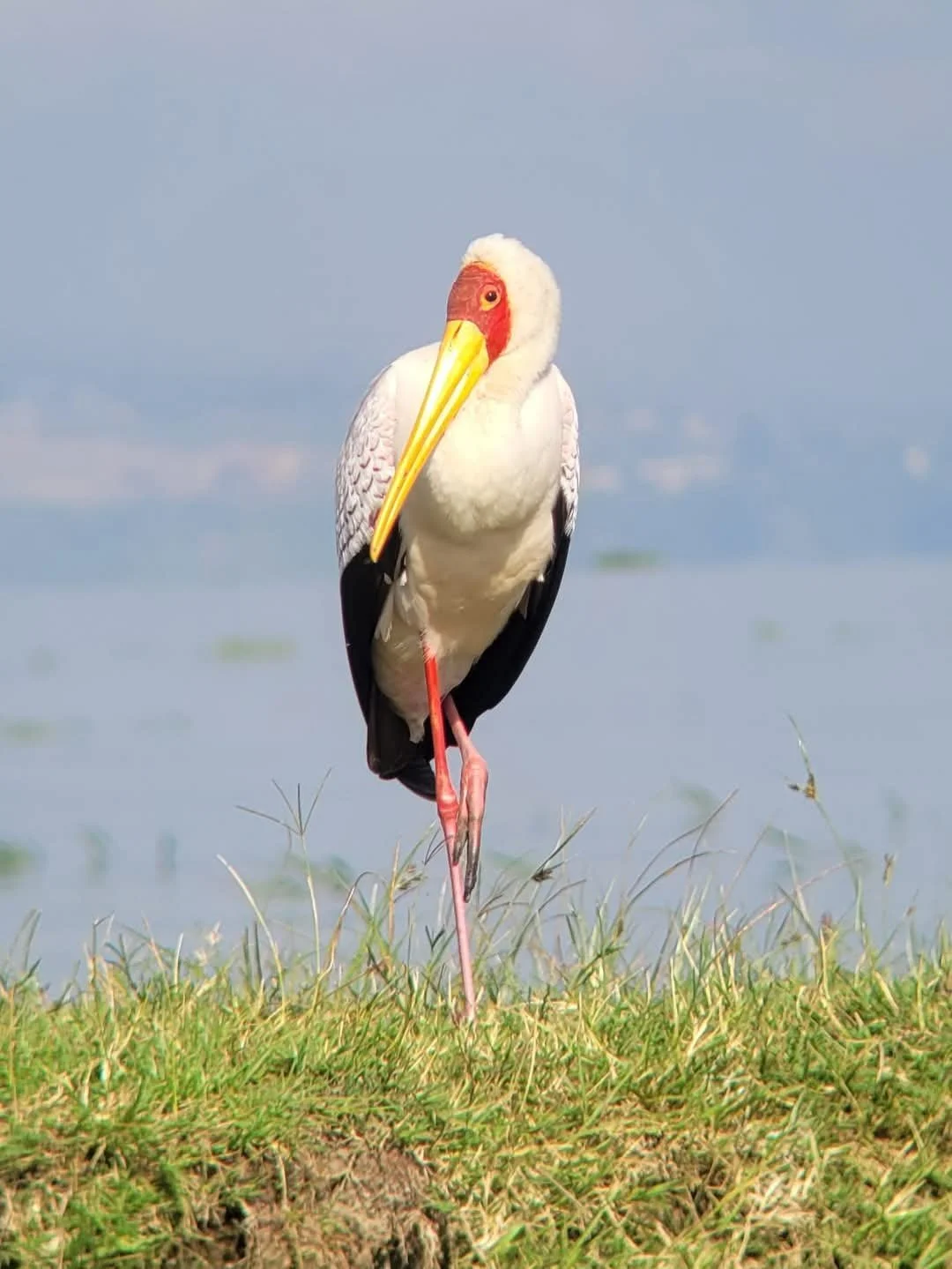 A Yellow-billed Stork standing on one leg in a grassy area near water