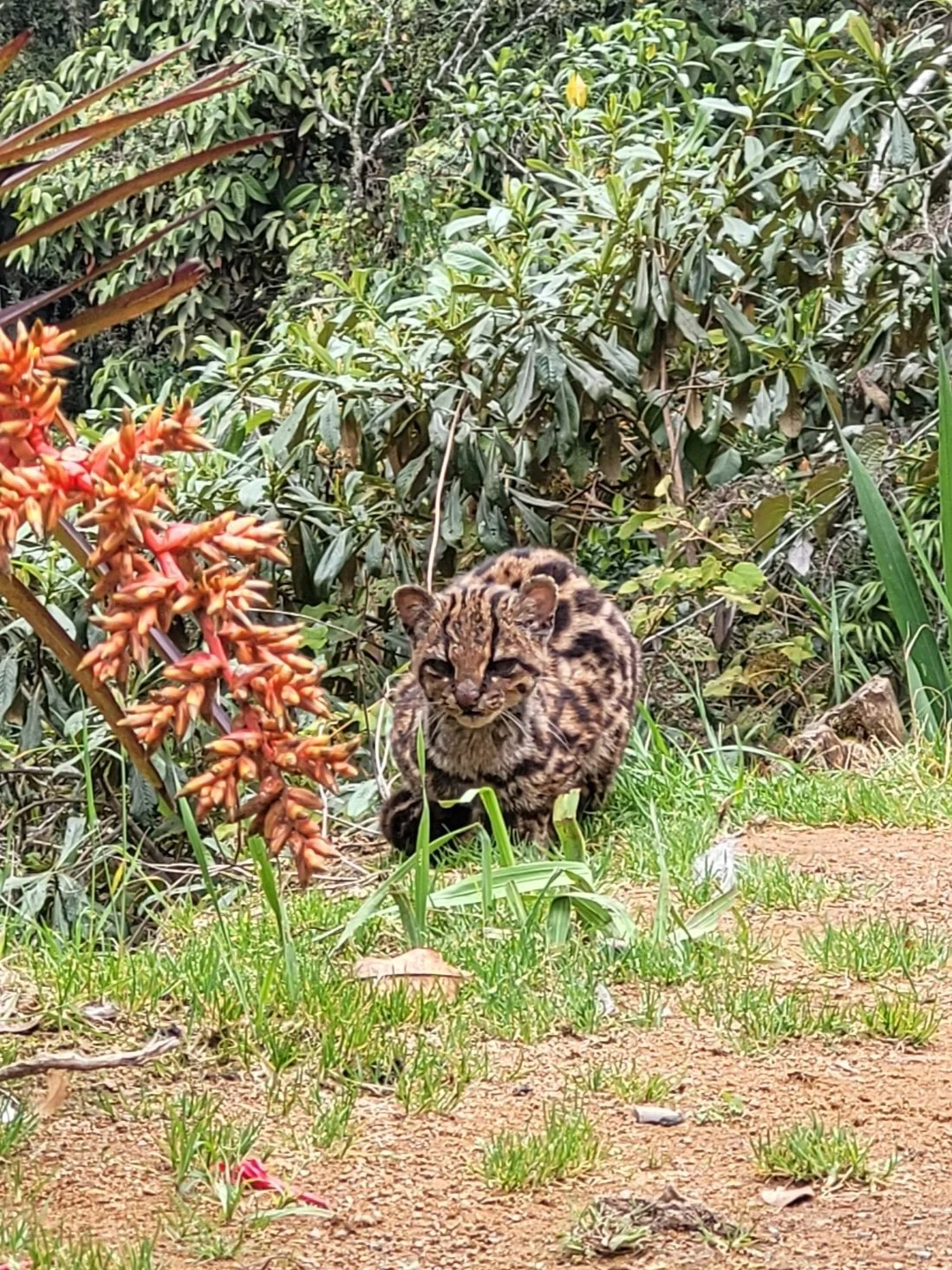 A small wild cat with a spotted coat crouching on the dirt ground surrounded by green grass and plants, with dense foliage in the background.