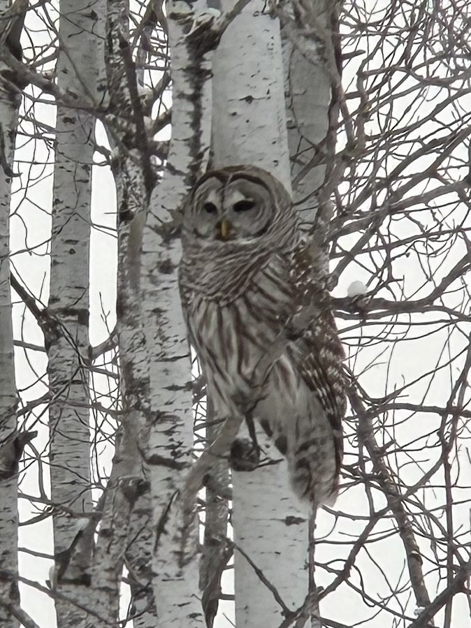 A Barred Owl perched on a birch tree branch amidst leafless branches in a winter setting.