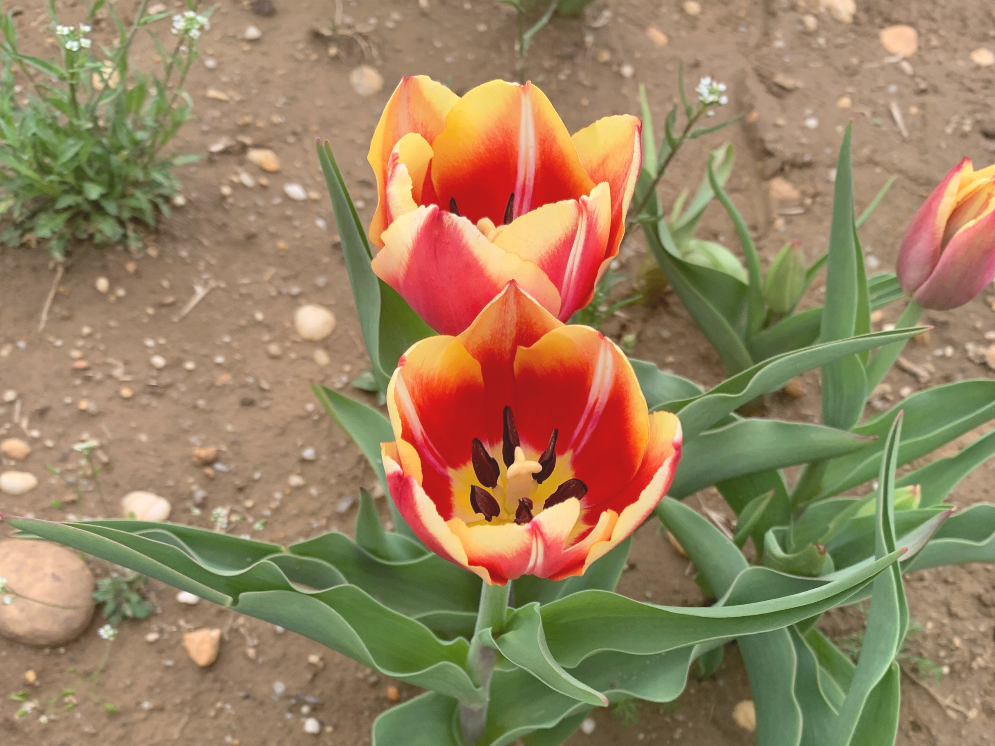 Tulip 36.png